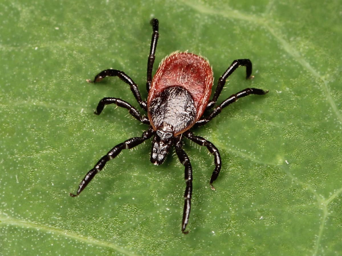 Blacklegged Tick (Ixodes scapularis) - Professional pest control identification guide