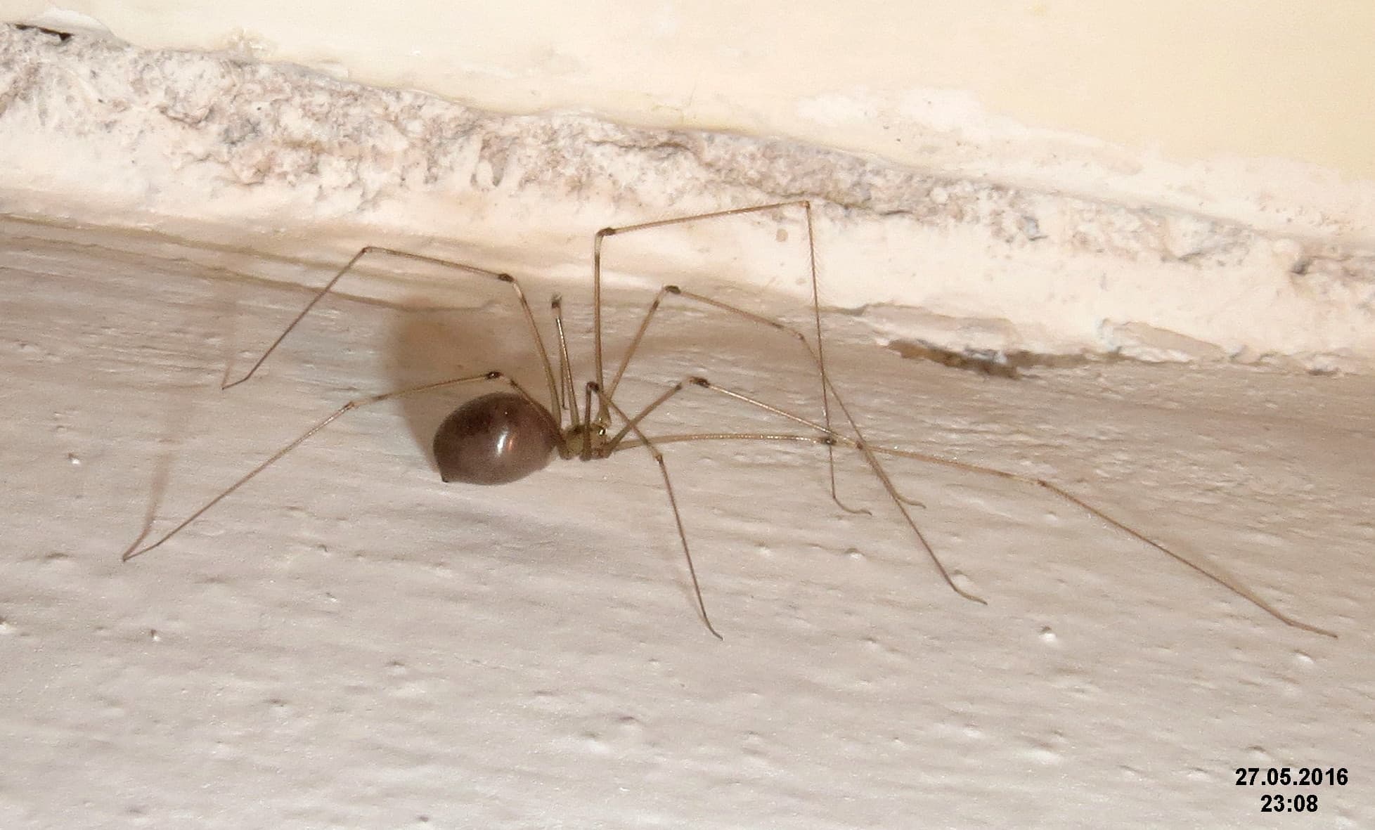 Cellar Spider (Pholcus phalangioides) - Professional pest control identification guide