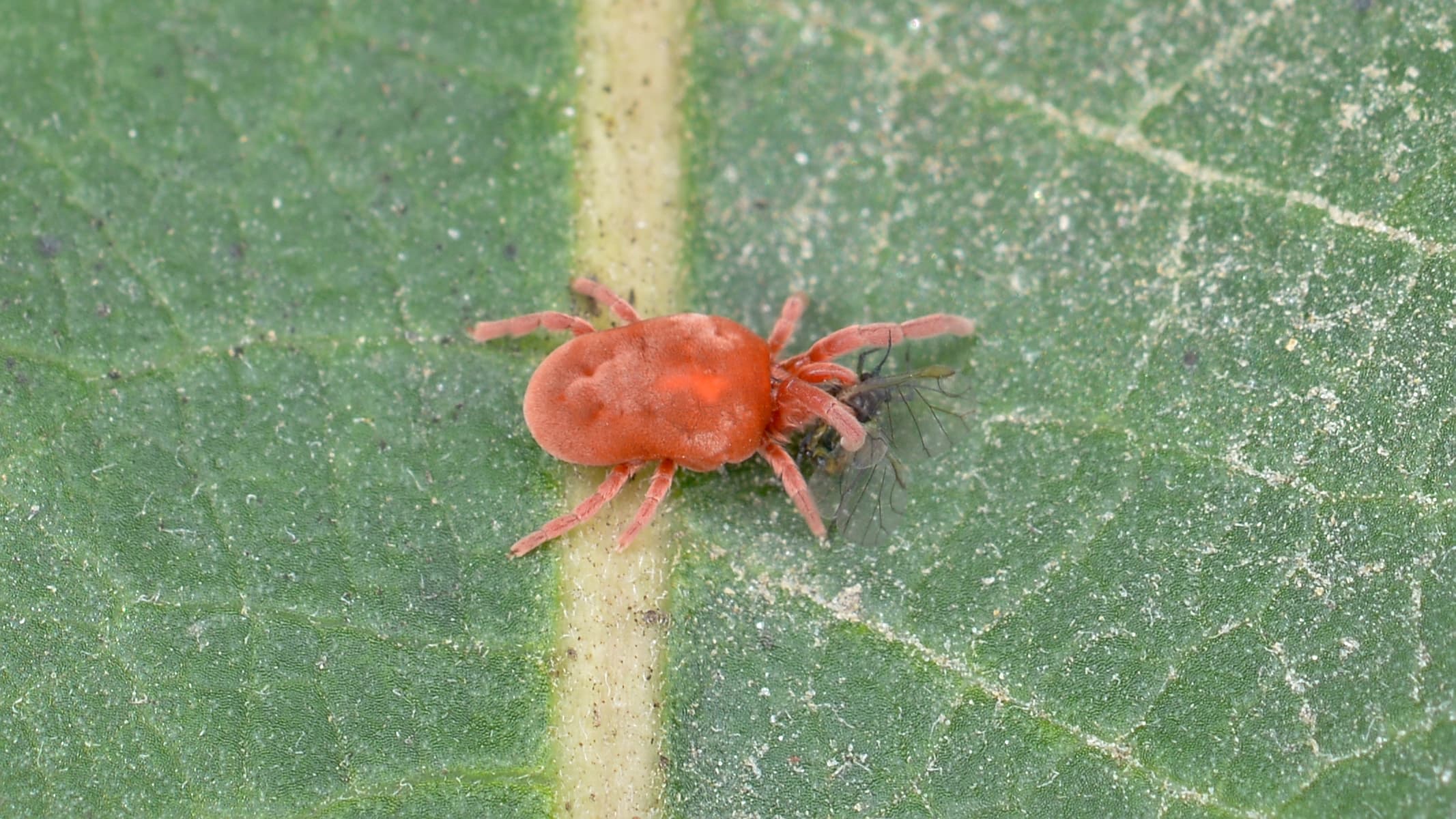 Clover Mite (Bryobia praetiosa) - Professional pest control identification guide