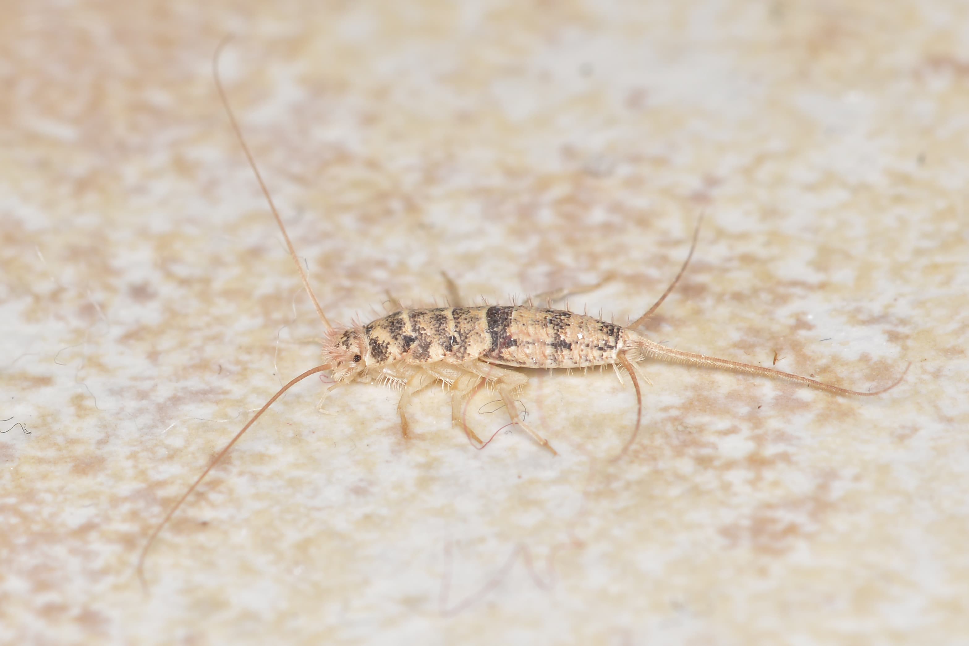 Firebrat (Thermobia domestica) - Professional pest control identification guide