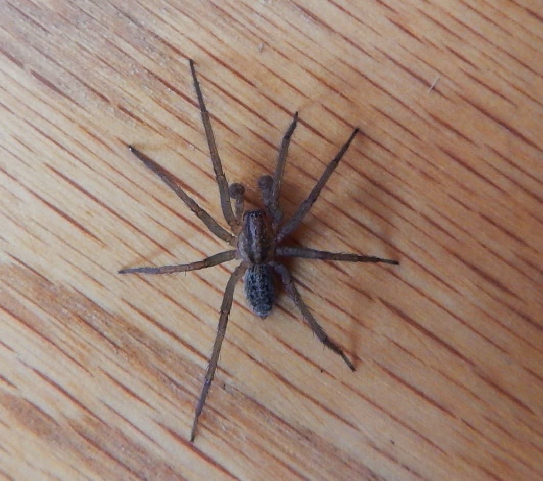 Hobo Spider (Eratigena agrestis) - Professional pest control identification guide