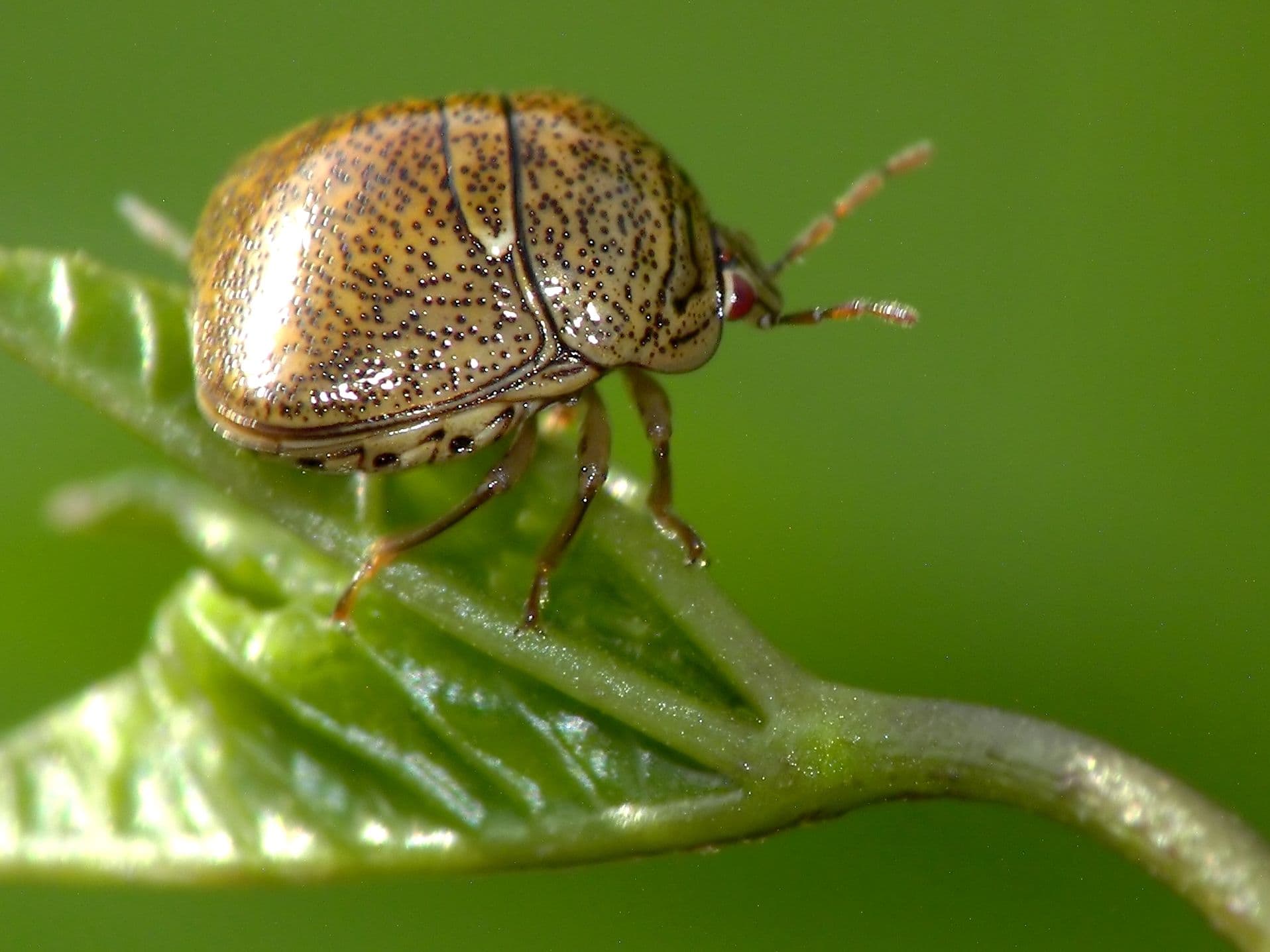Kudzu Bug (Megacopta cribraria) - Professional pest control identification guide