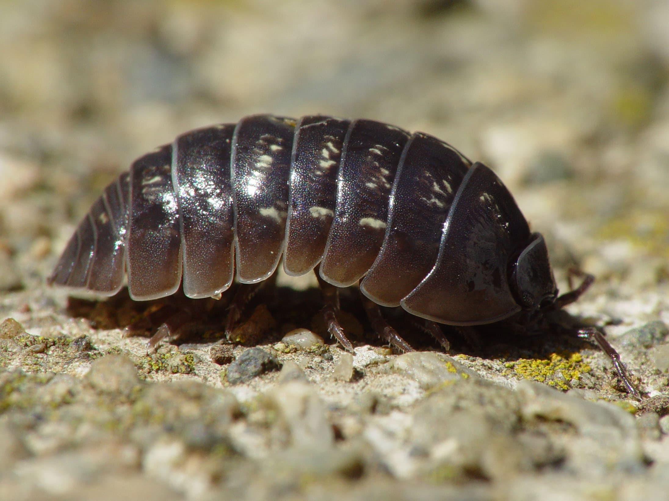 Pillbug (Armadillidium vulgare) - Professional pest control identification guide