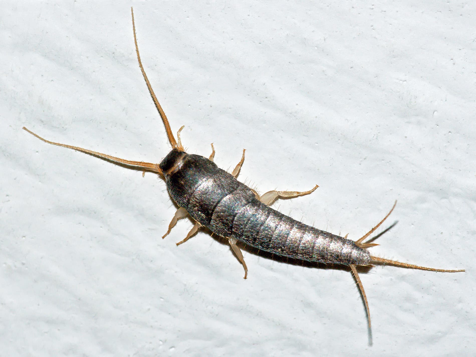 Silverfish (Lepisma saccharina) - Professional pest control identification guide