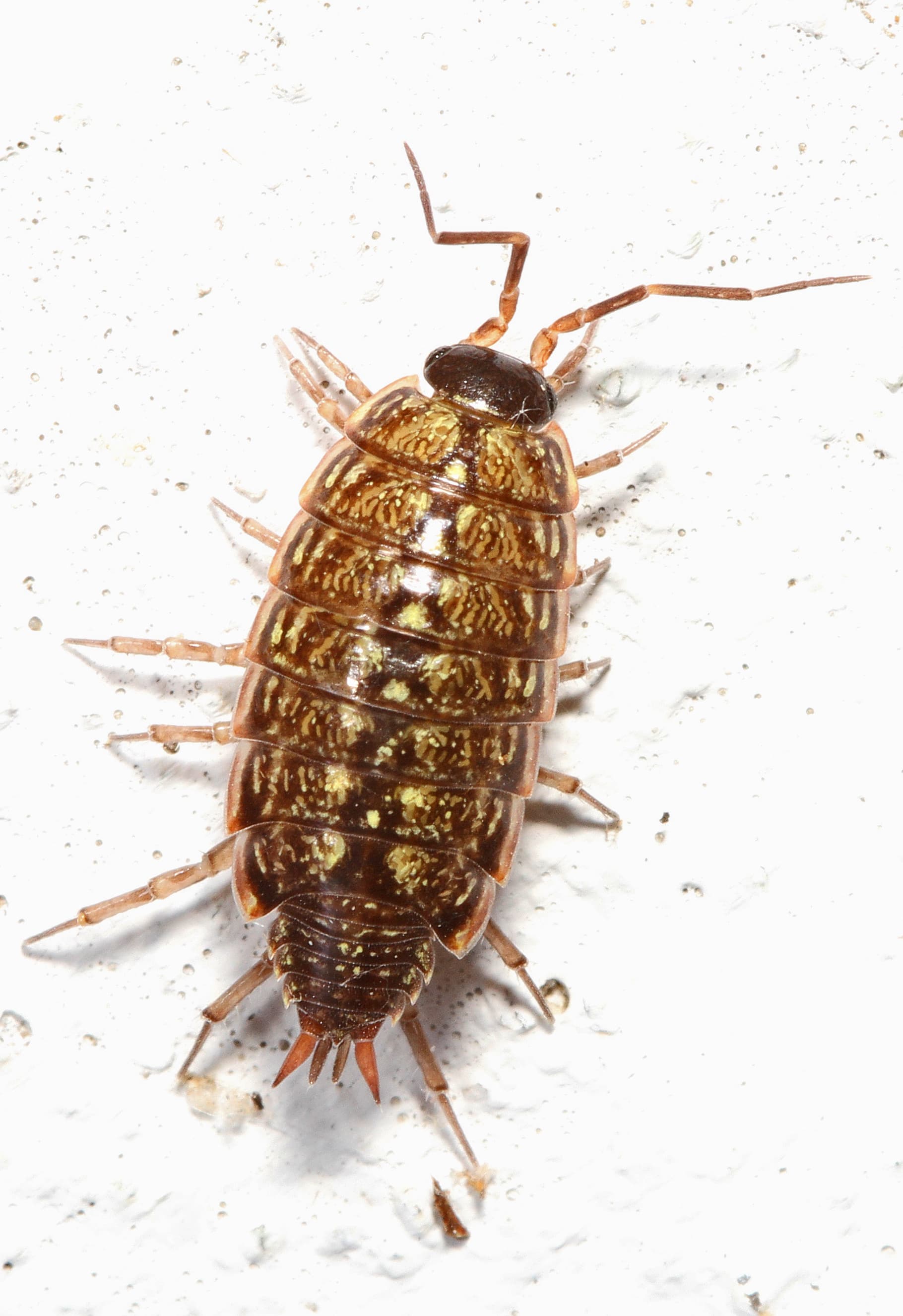 Sowbug (Oniscus asellus) - Professional pest control identification guide