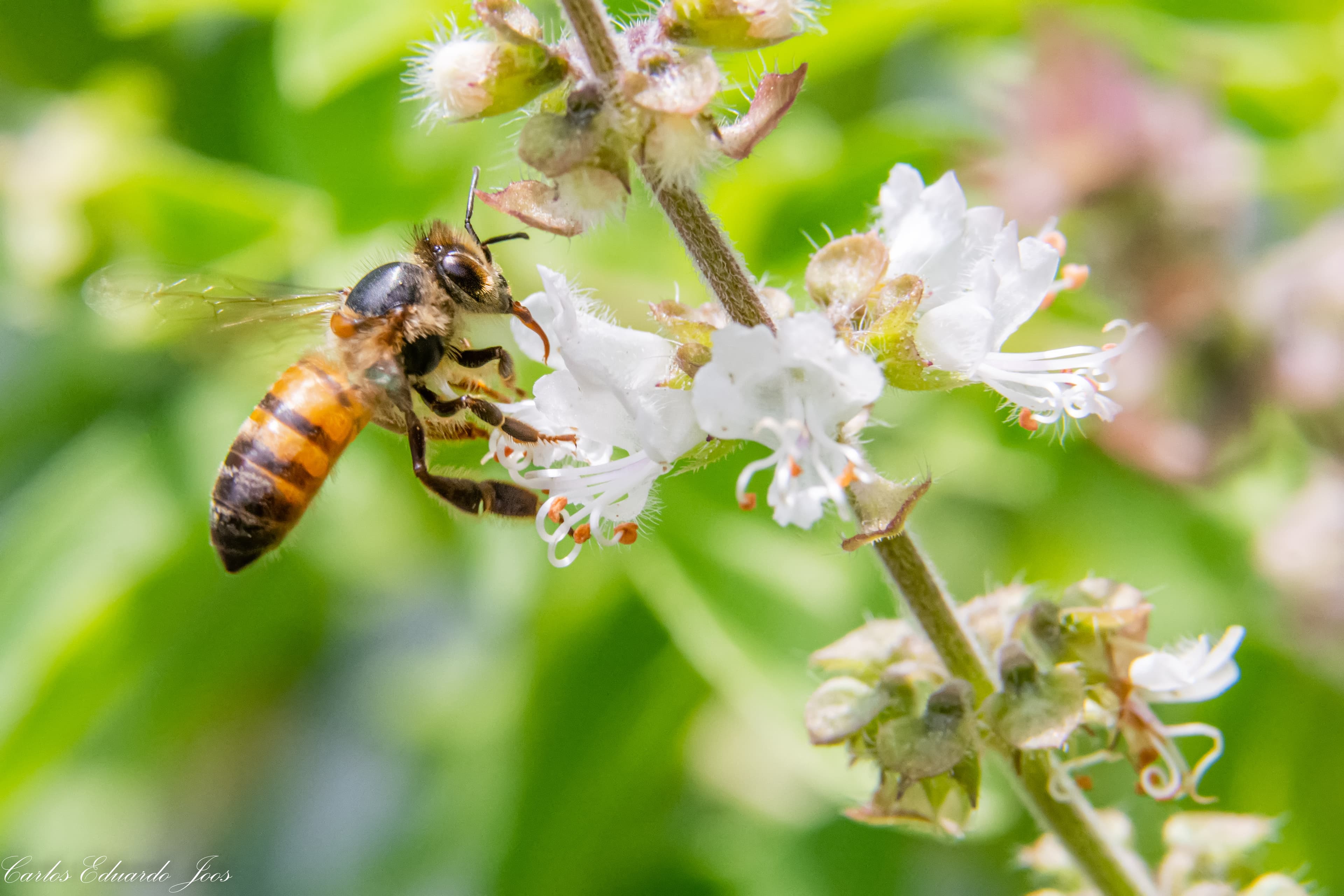 Africanized Honeybee (Apis mellifera scutellata) - Professional pest control identification guide