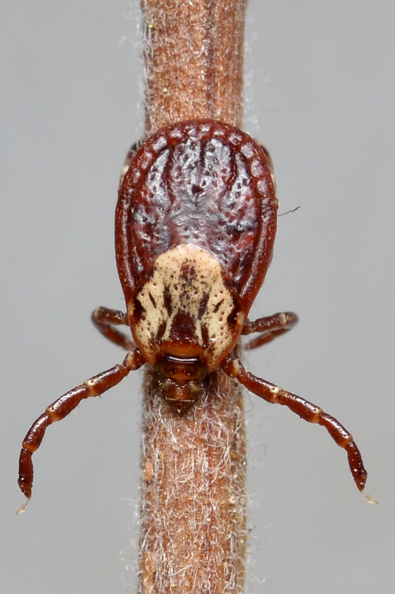 American Dog Tick (Dermacentor variabilis) - Professional pest control identification guide