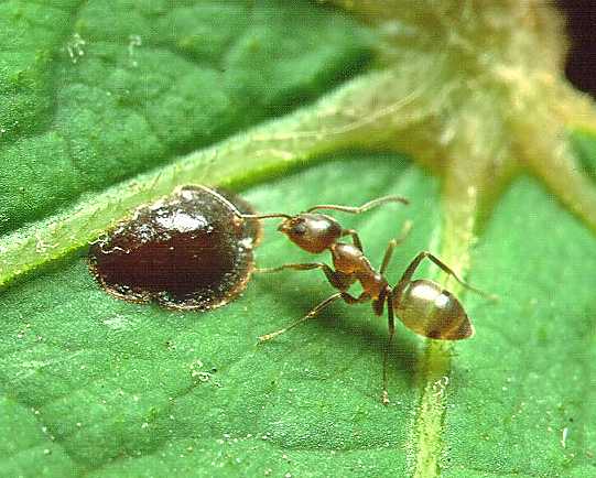 Argentine Ant (Linepithema humile) - Professional pest control identification guide