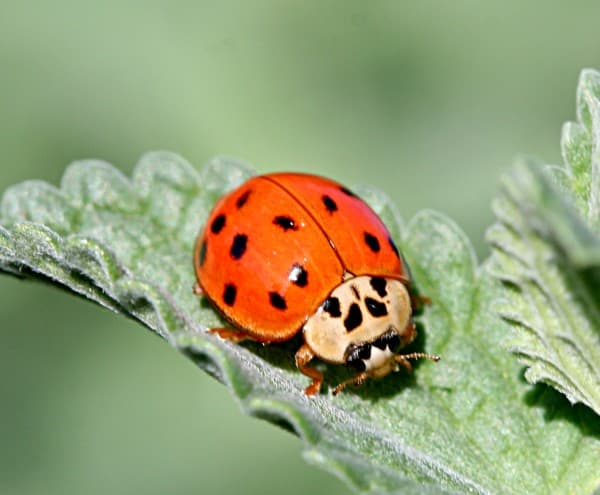 Asian Lady Beetle (Harmonia axyridis) - Professional pest control identification guide