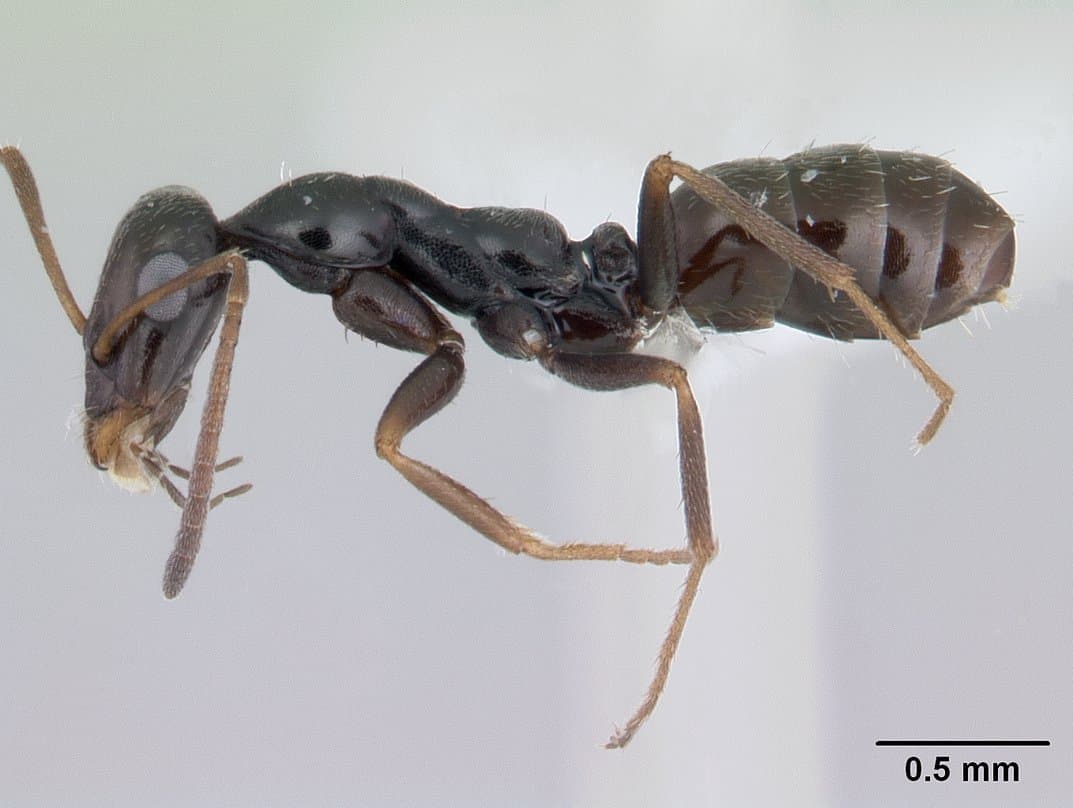 Asian Needle Ant (Pachycondyla chinensis) - Professional pest control identification guide