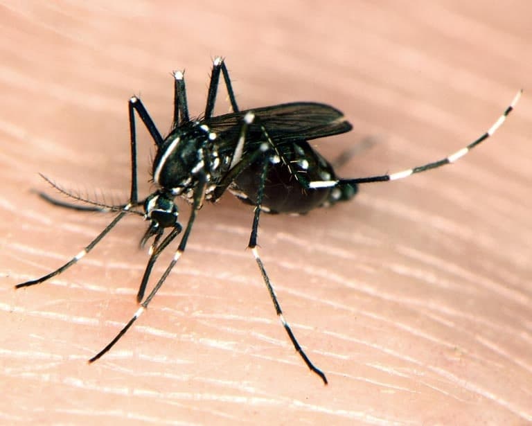 Asian Tiger Mosquito (Aedes albopictus) - Professional pest control identification guide