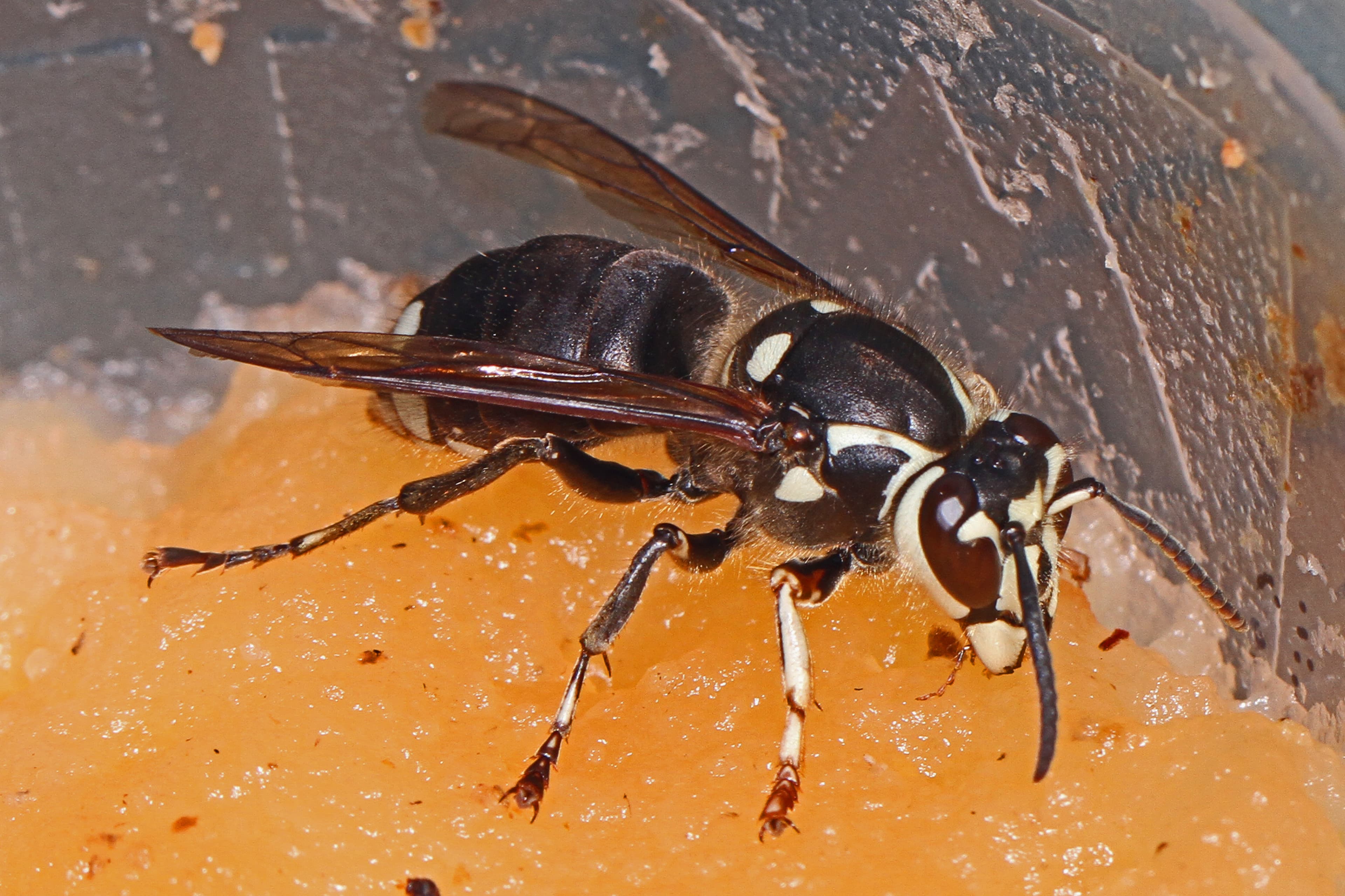 Bald-faced Hornet (Dolichovespula maculata) - Professional pest control identification guide