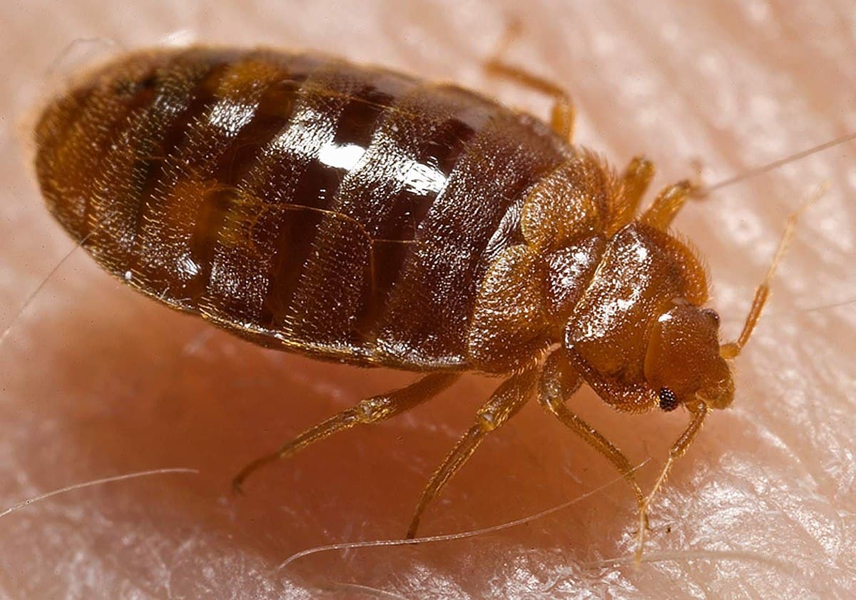 Bed Bug (Cimex lectularius) - Professional pest control identification guide