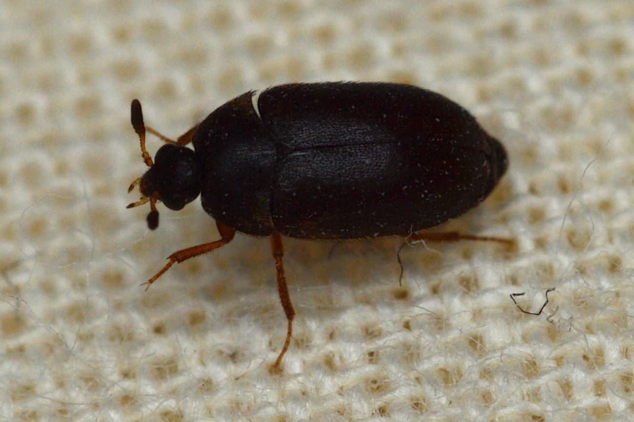 Black Carpet Beetle (Attagenus unicolor) - Professional pest control identification guide