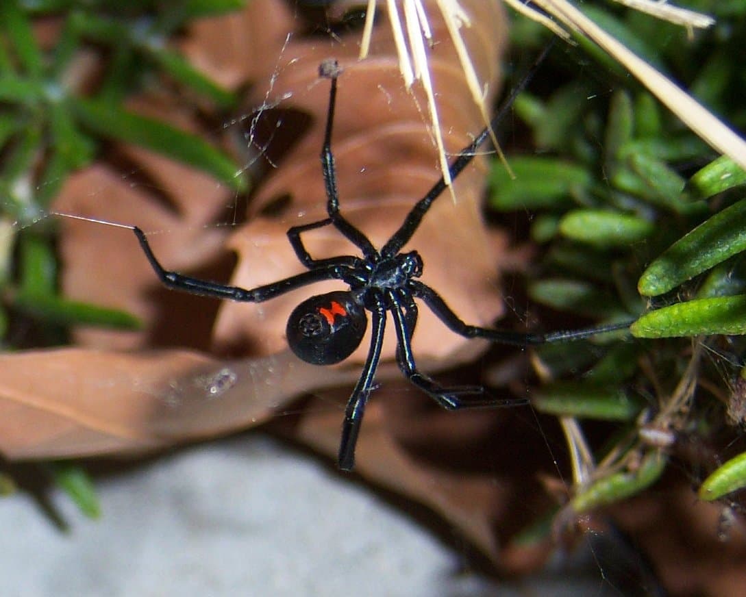 Black Widow Spider (Latrodectus mactans) - Professional pest control identification guide