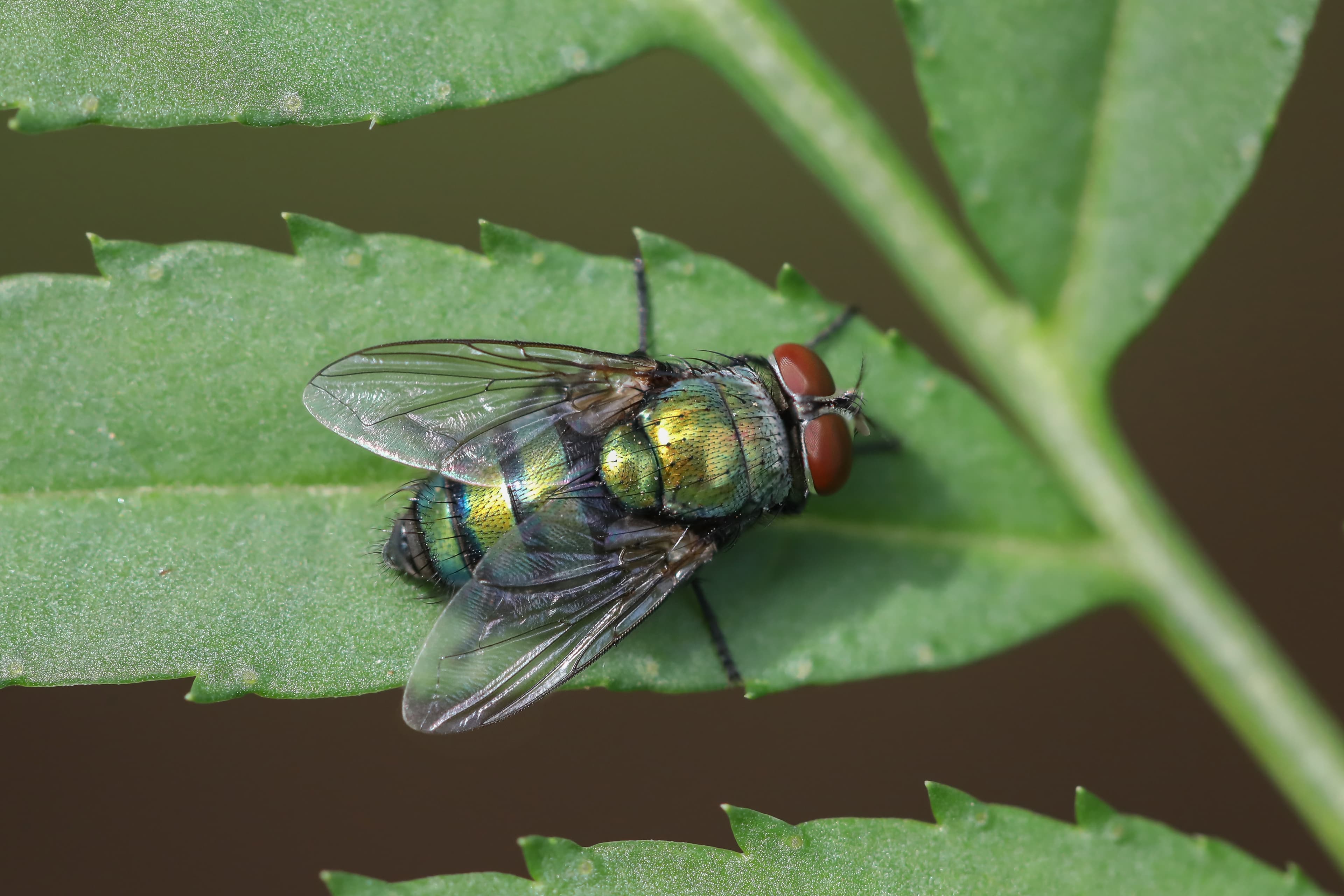 Blow Fly (Calliphoridae) - Professional pest control identification guide