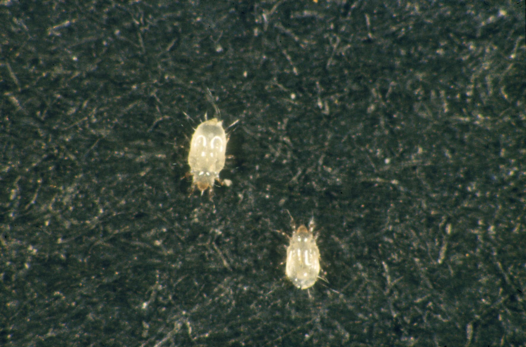 Book Lice (Liposcelis spp.) - Professional pest control identification guide