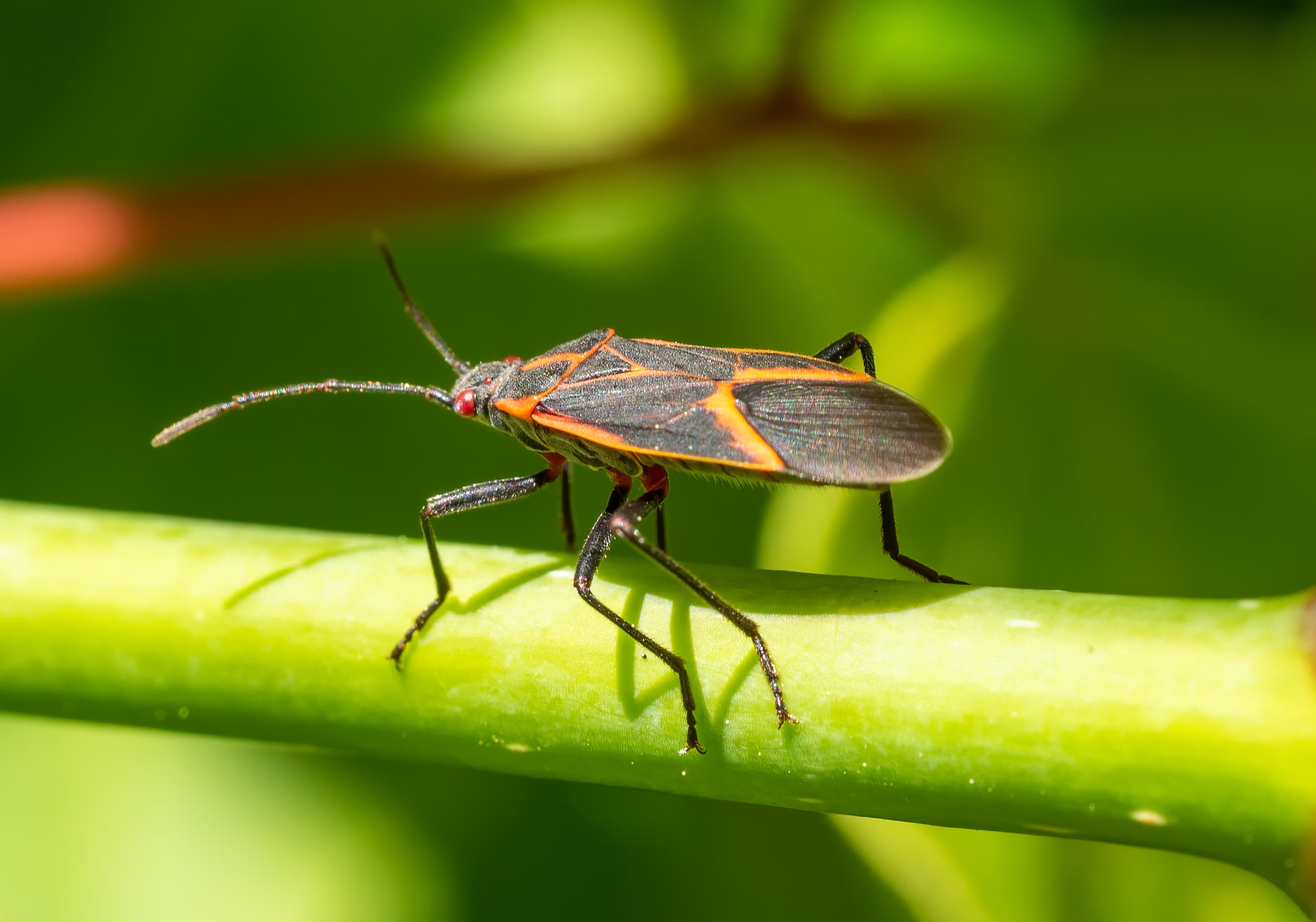 Boxelder Bug (Boisea trivittata) - Professional pest control identification guide
