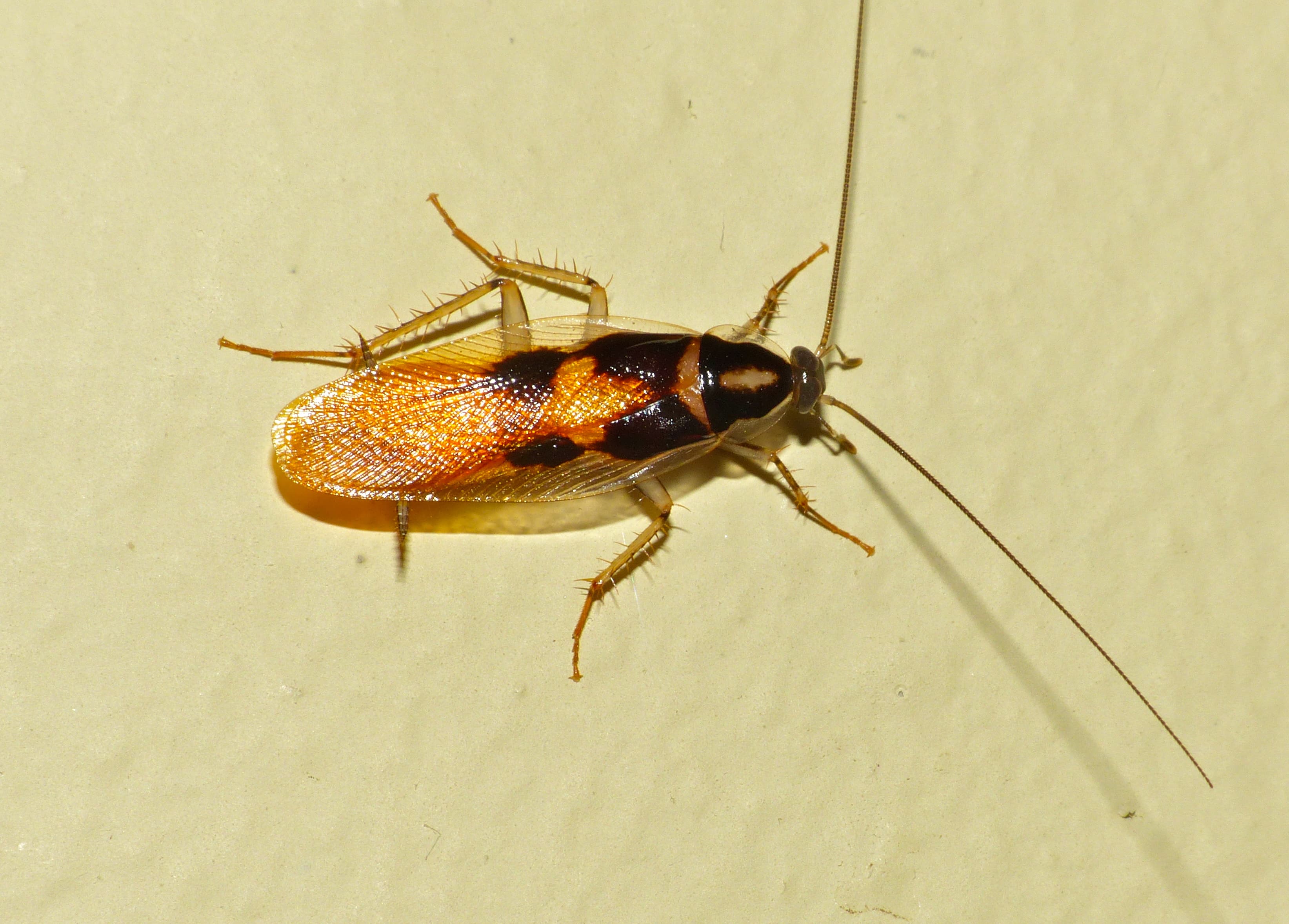 Brown-banded Cockroach (Supella longipalpa) - Professional pest control identification guide