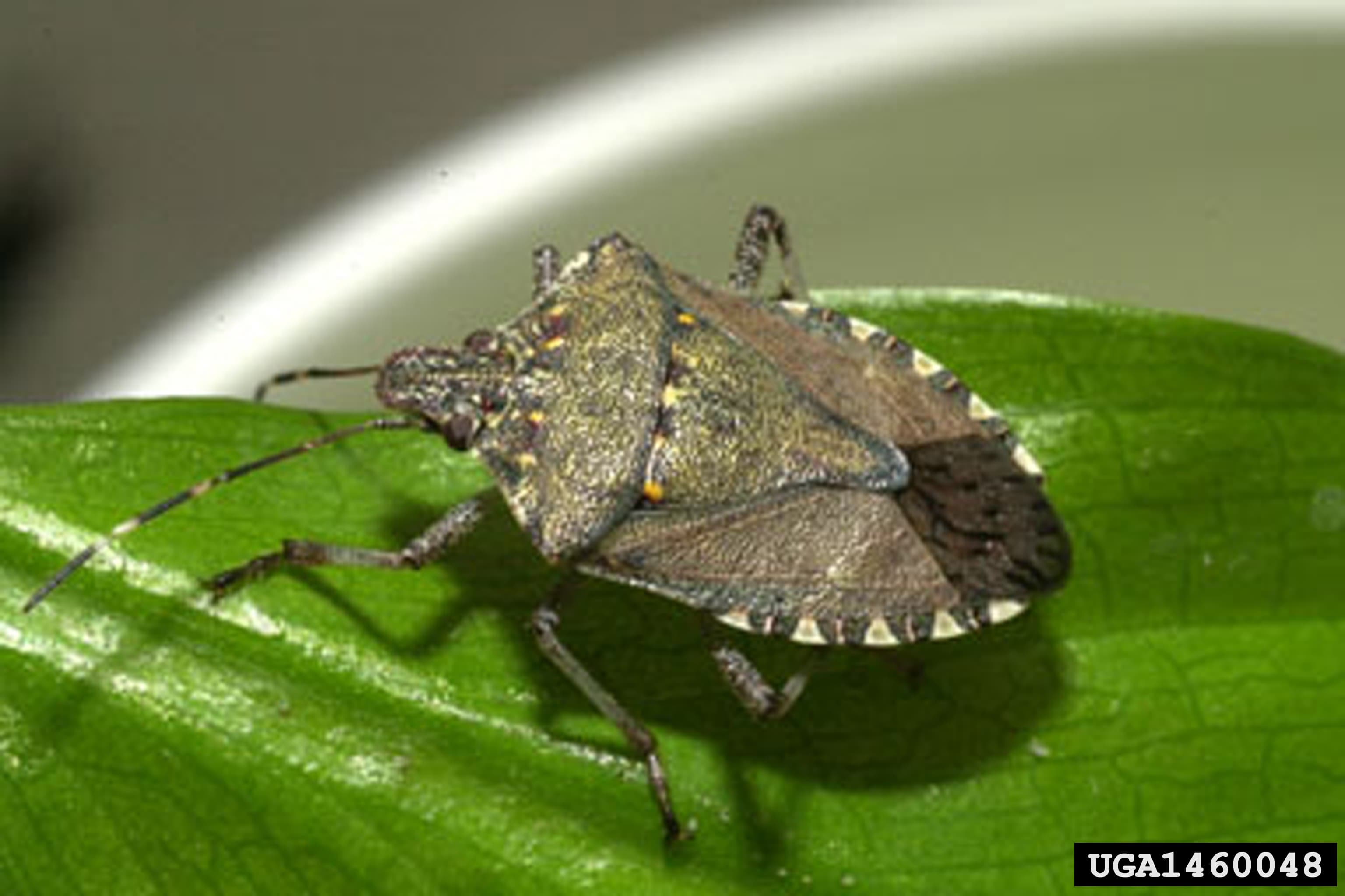 Brown Marmorated Stink Bug (Halyomorpha halys) - Professional pest control identification guide