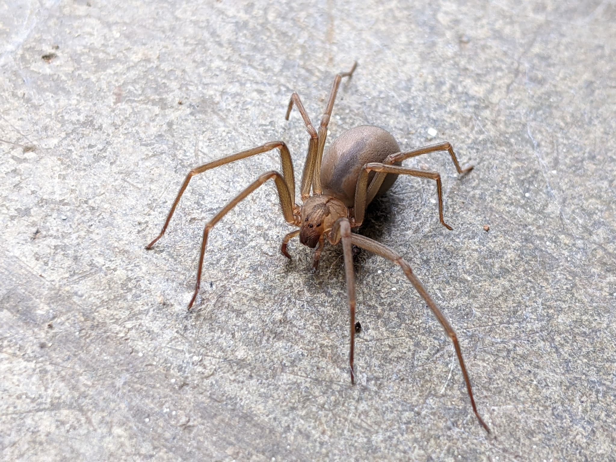 Brown Recluse Spider (Loxosceles reclusa) - Professional pest control identification guide