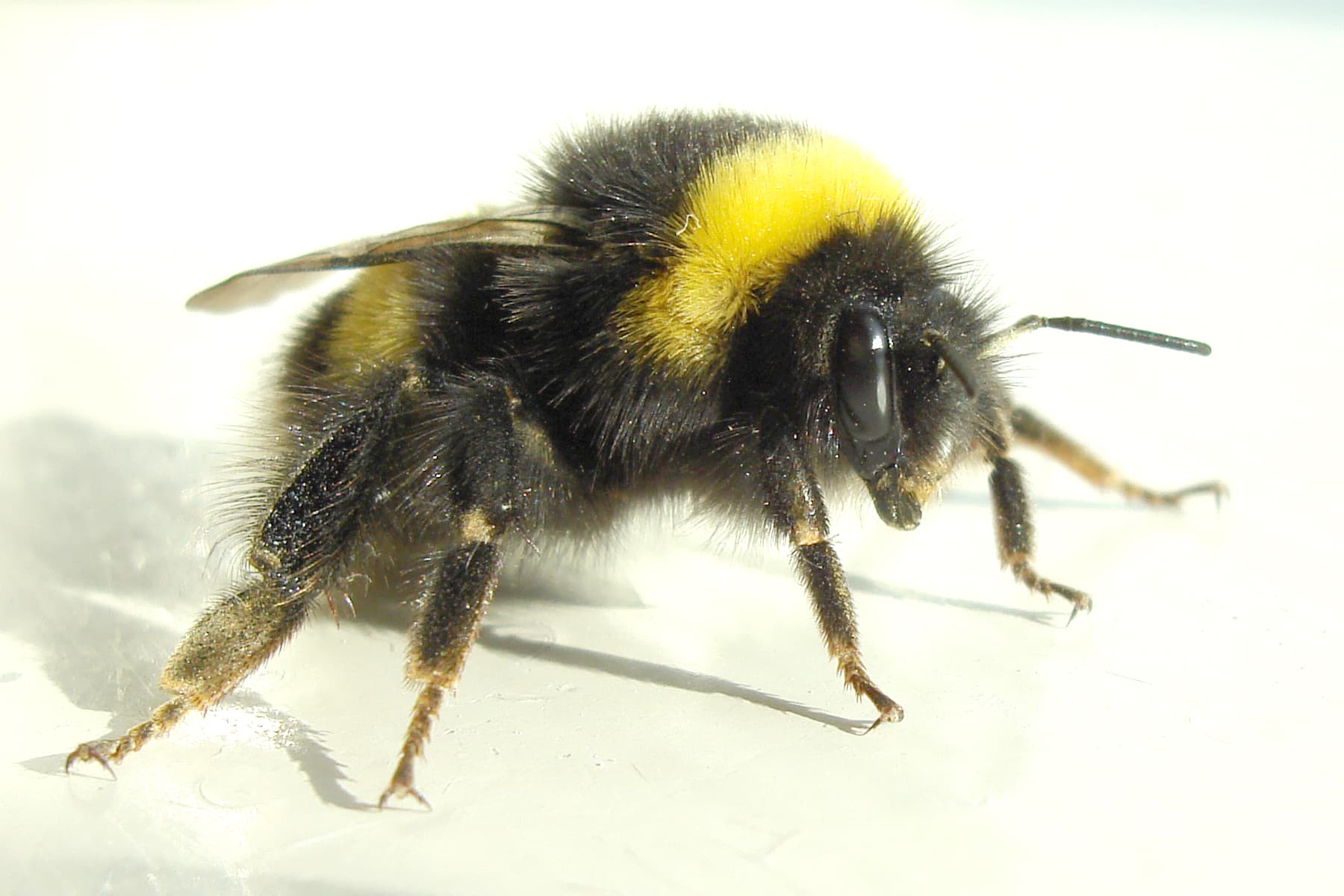 Bumble Bee (Bombus spp.) - Professional pest control identification guide