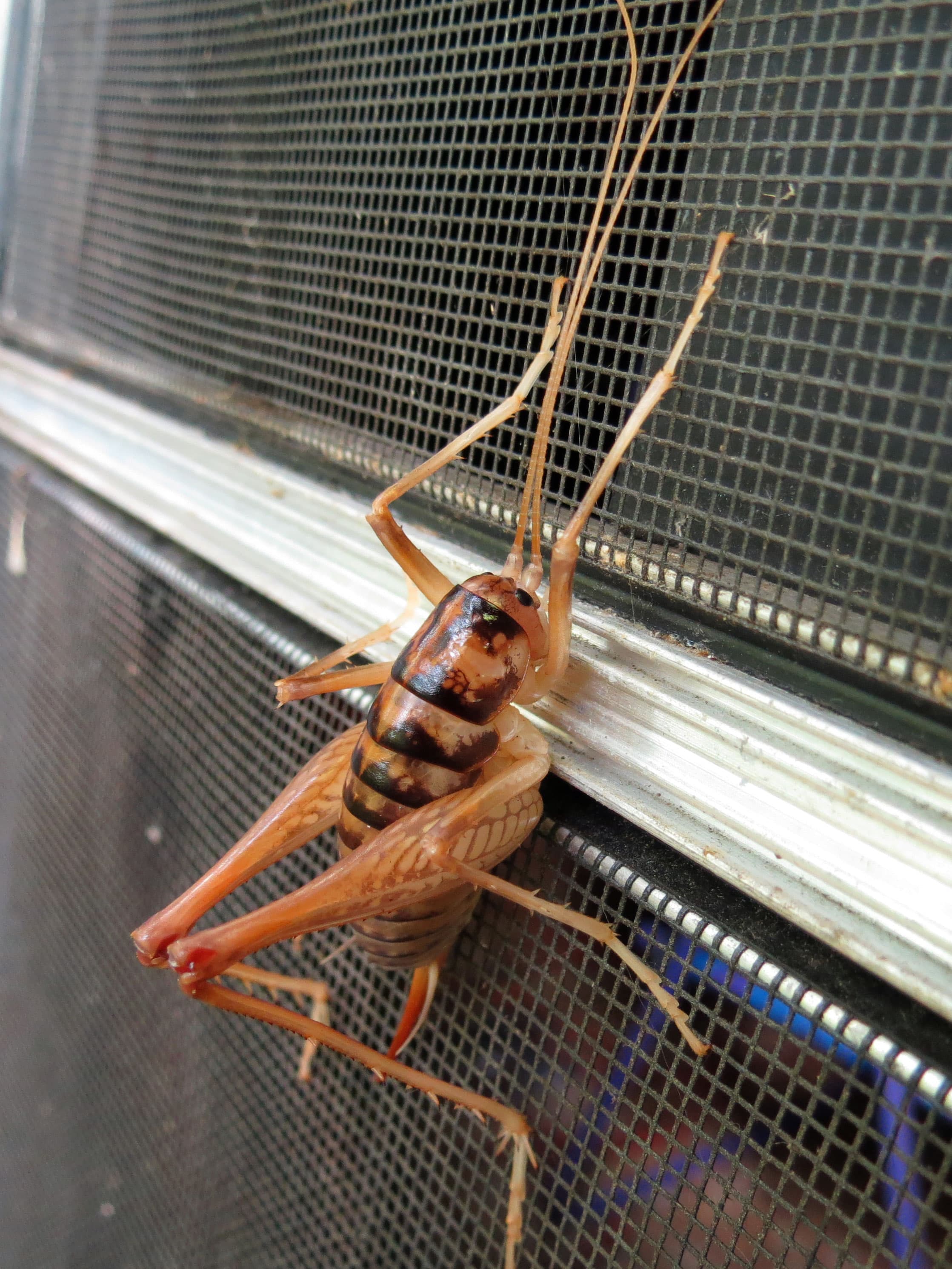 Camel Cricket (Rhaphidophoridae) - Professional pest control identification guide