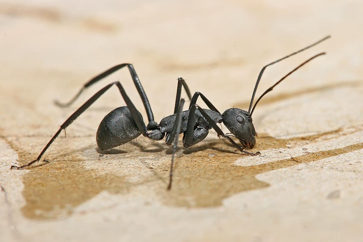 Carpenter Ant (Camponotus spp.) - Professional pest control identification guide
