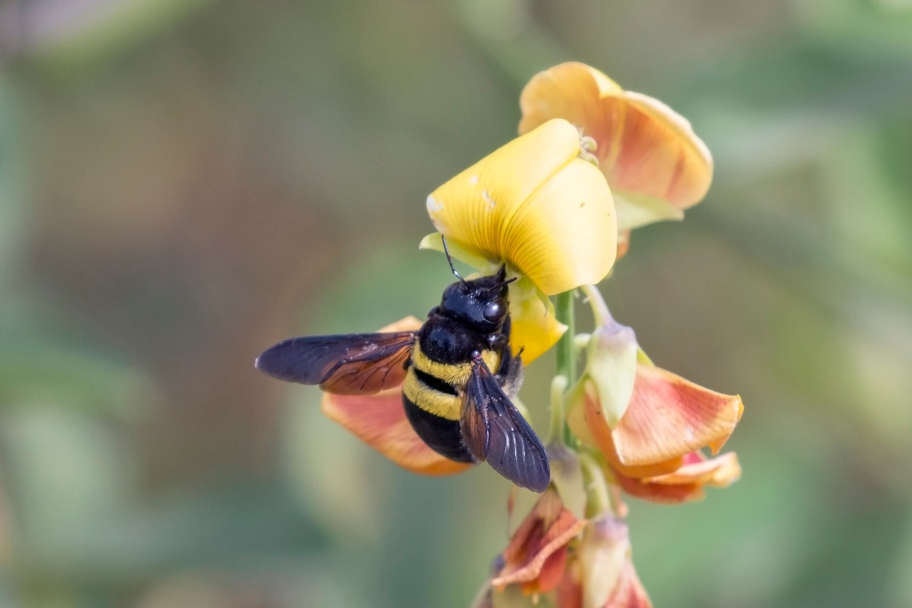 Carpenter Bee (Xylocopa spp.) - Professional pest control identification guide
