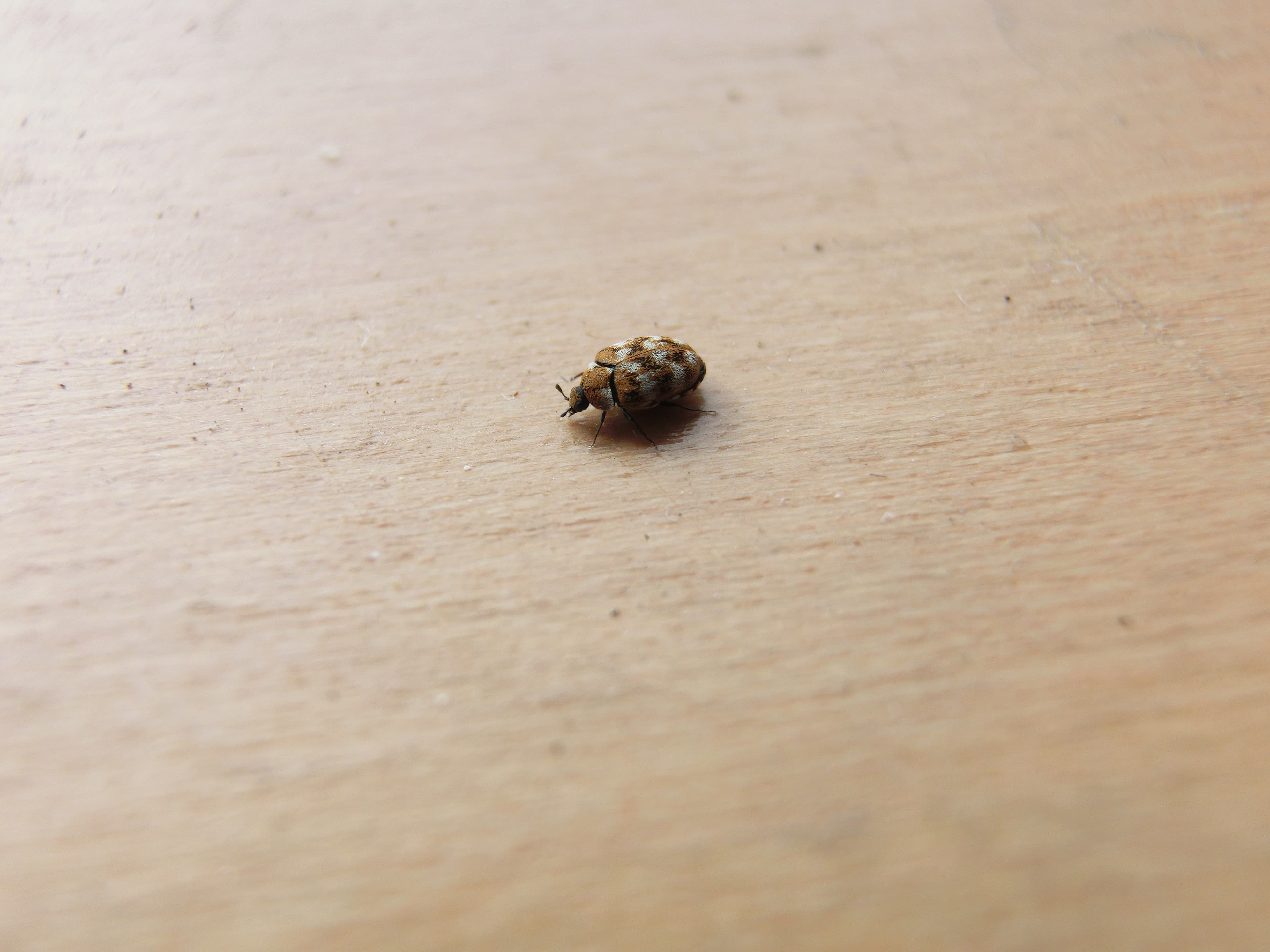 Carpet Beetle (Anthrenus verbasci) - Professional pest control identification guide