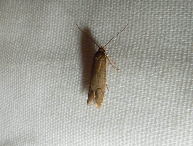 Casemaking Clothes Moth (Tinea pellionella) - Professional pest control identification guide