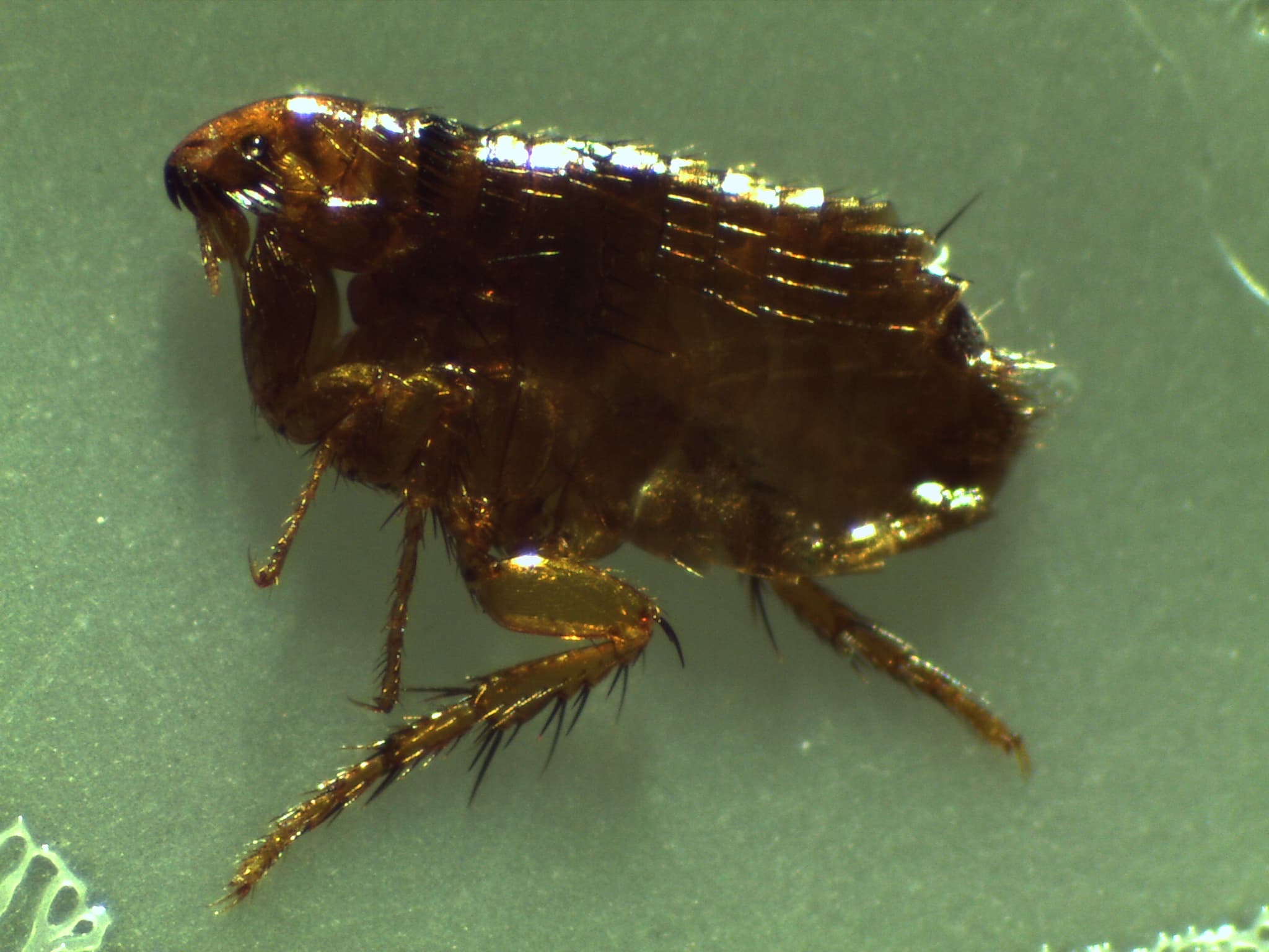 Cat Flea (Ctenocephalides felis) - Professional pest control identification guide