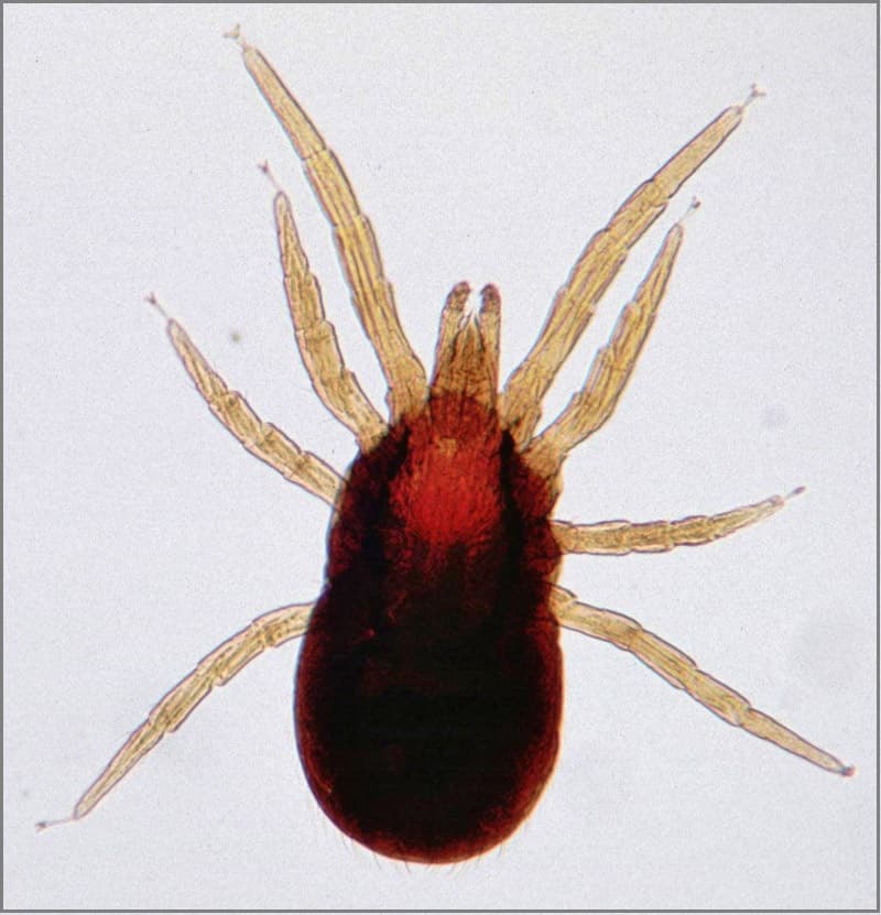Chiggers (Trombiculidae) - Professional pest control identification guide