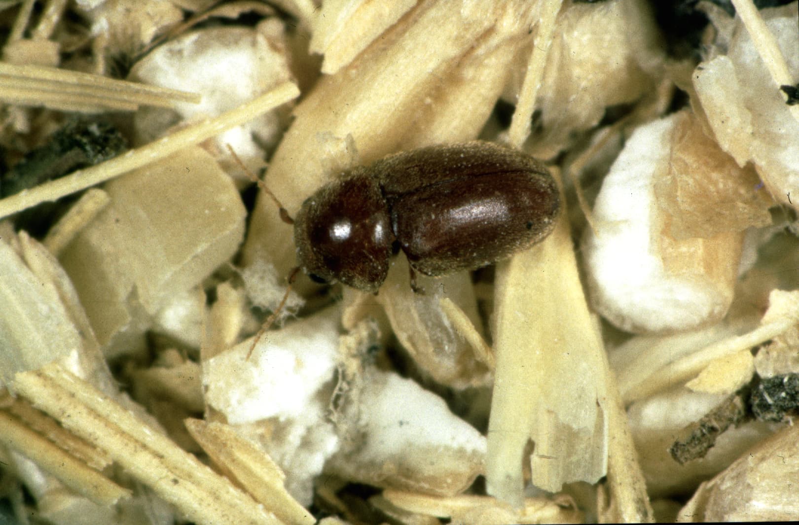 Cigarette Beetle (Lasioderma serricorne) - Professional pest control identification guide
