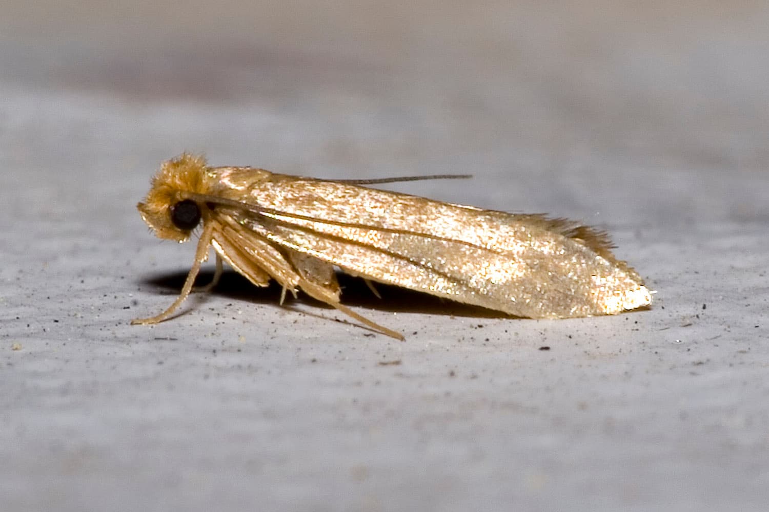 Clothes Moth (Tineola bisselliella) - Professional pest control identification guide