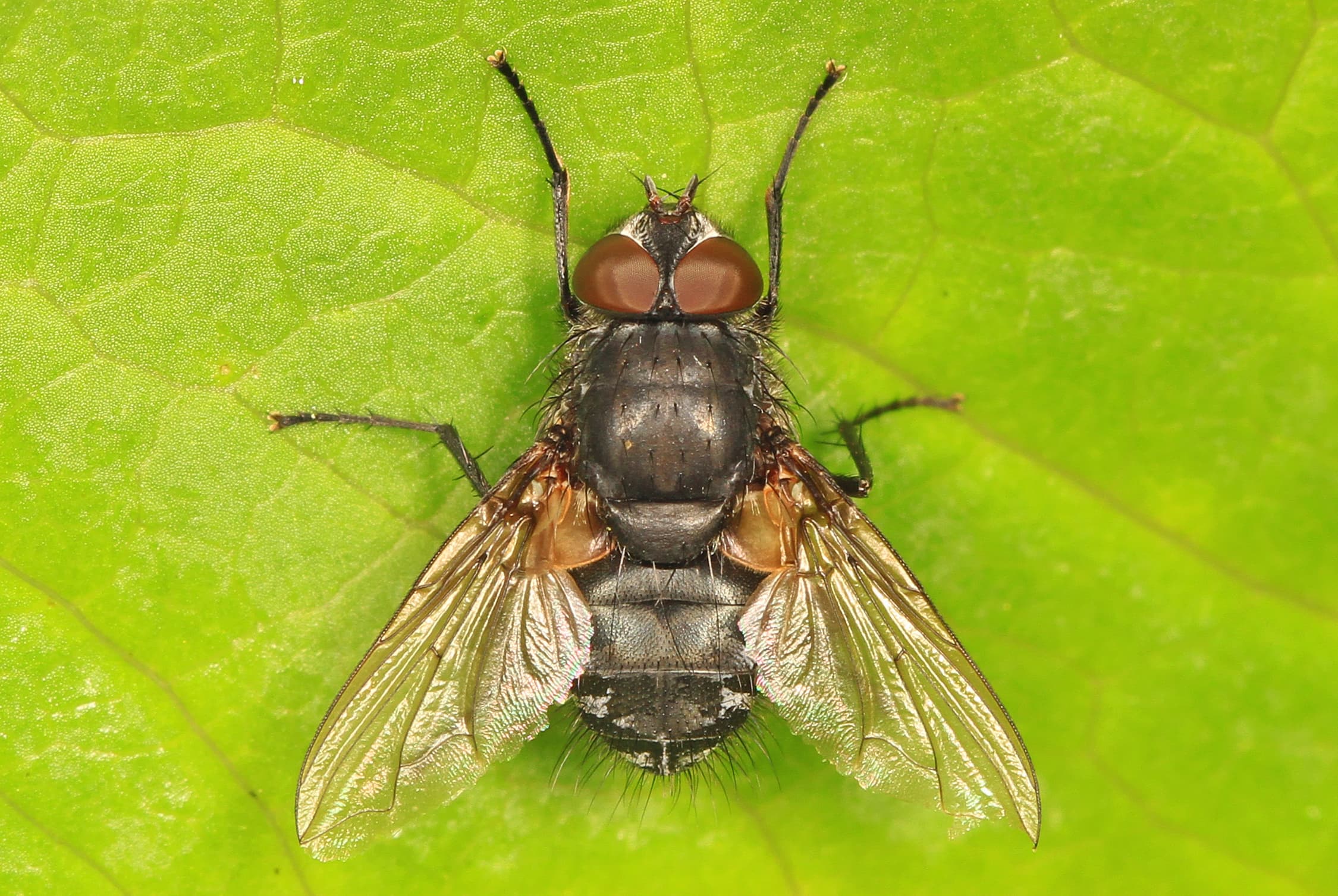 Cluster Fly (Pollenia rudis) - Professional pest control identification guide