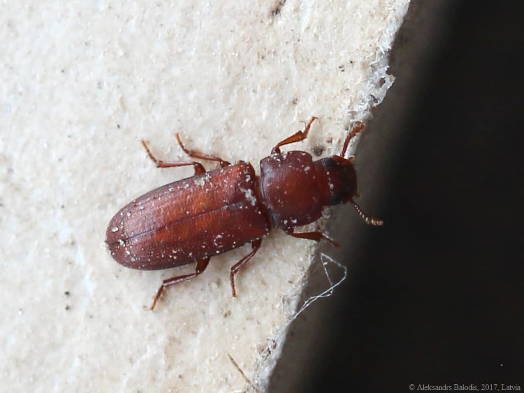 Confused Flour Beetle (Tribolium confusum) - Professional pest control identification guide