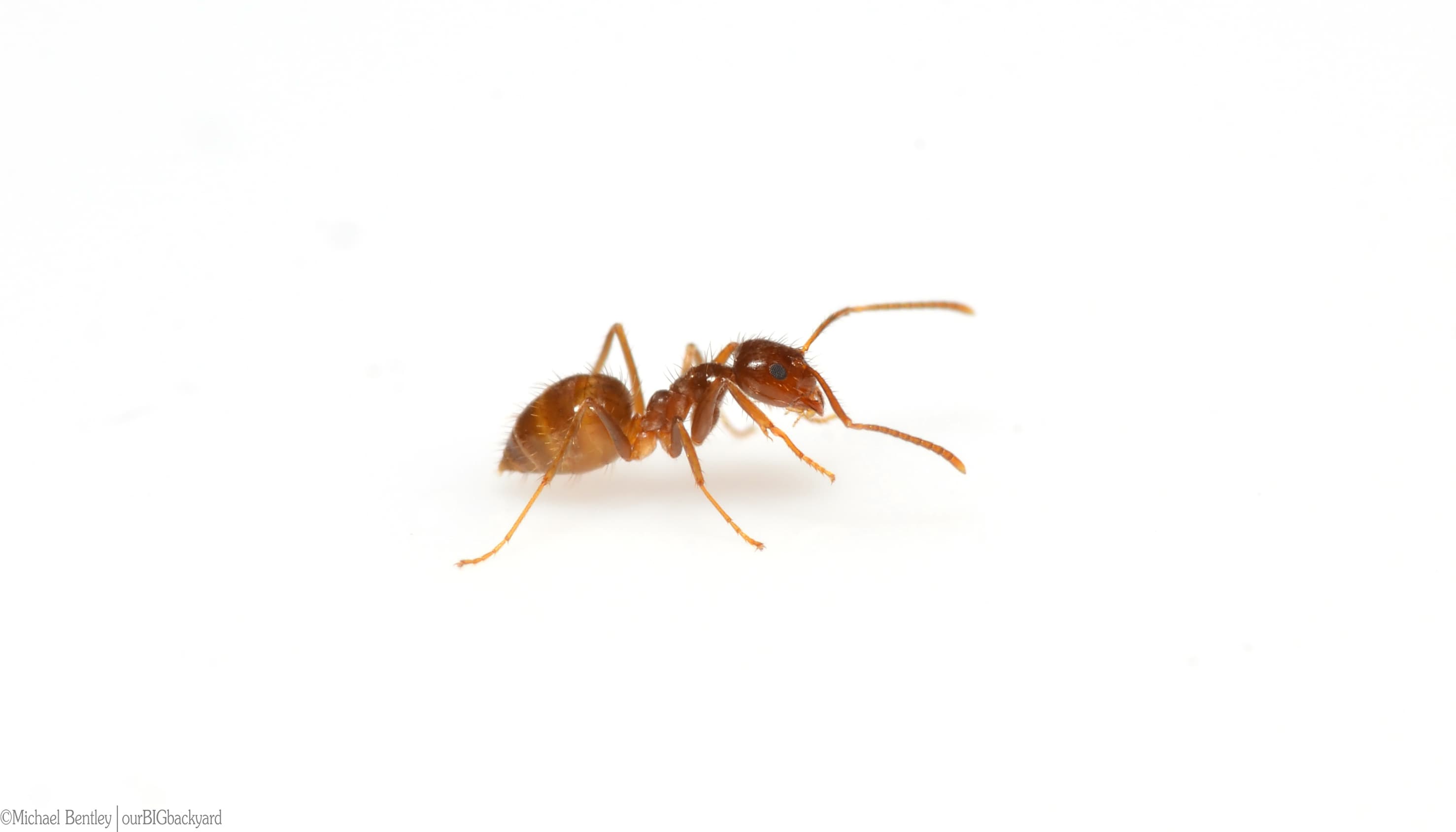 Crazy Ant (Nylanderia fulva) - Professional pest control identification guide