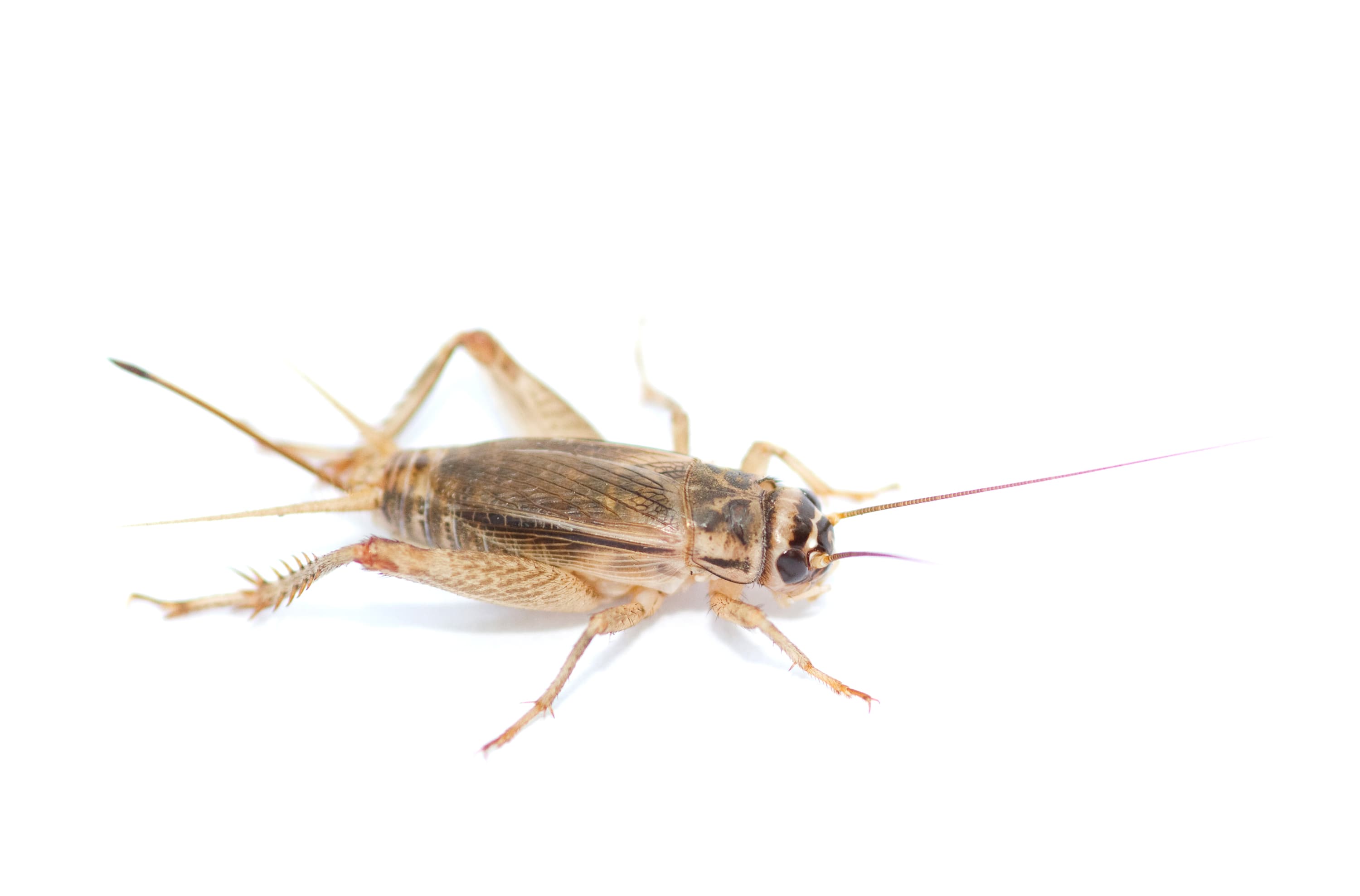 Crickets (Acheta domesticus) - Professional pest control identification guide