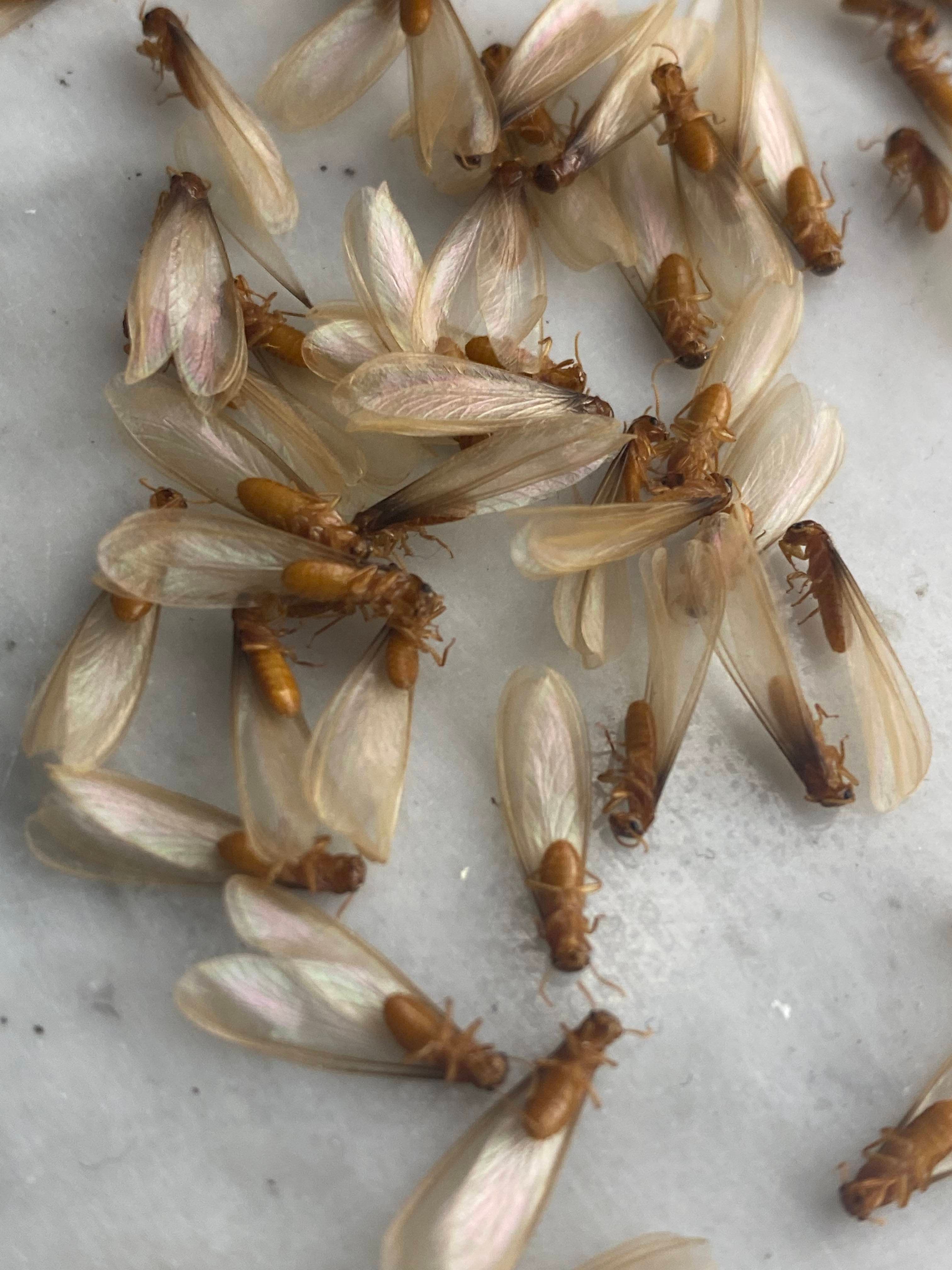 Dampwood Termite (Zootermopsis angusticollis) - Professional pest control identification guide