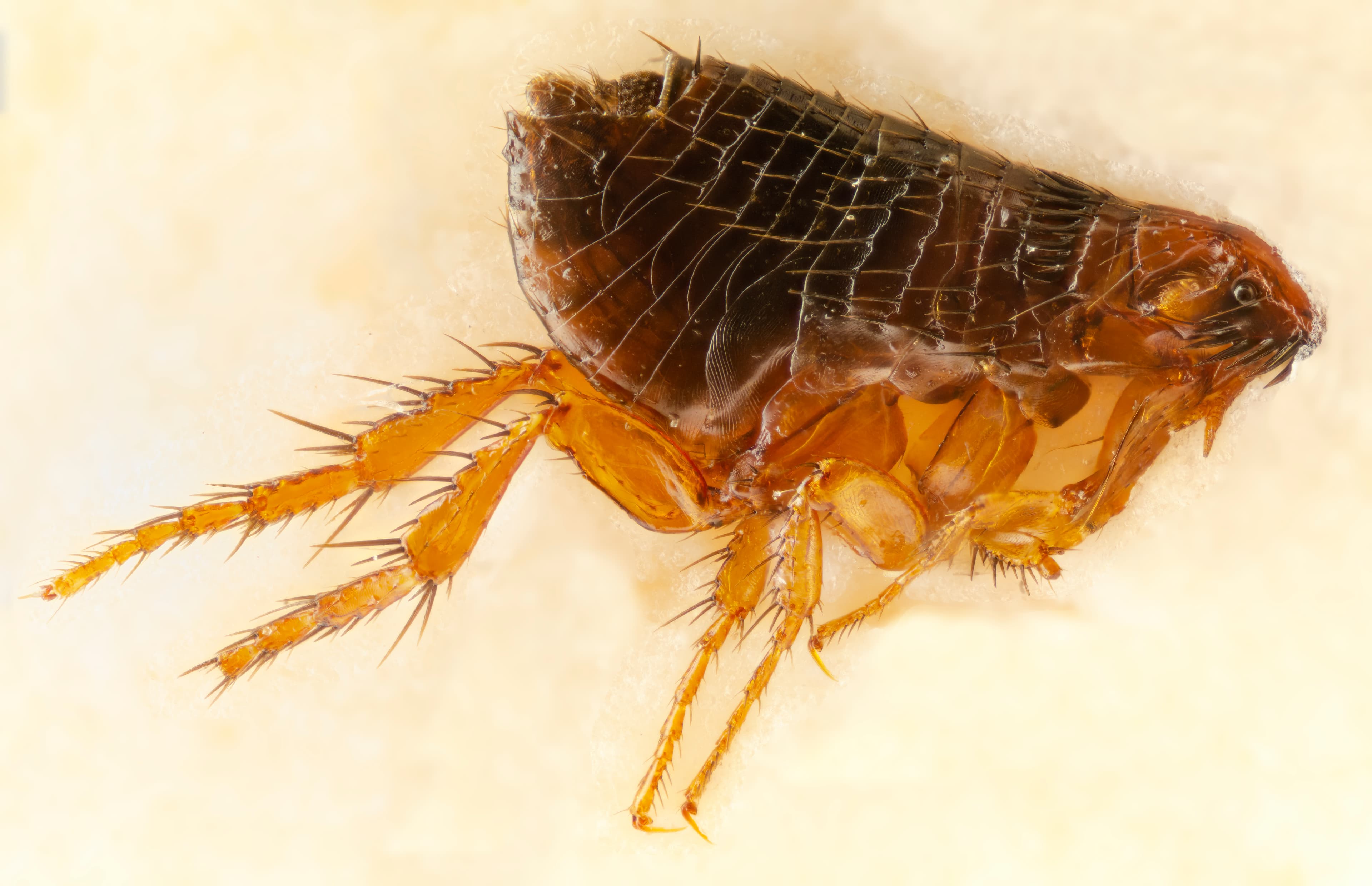 Dog Flea (Ctenocephalides canis) - Professional pest control identification guide