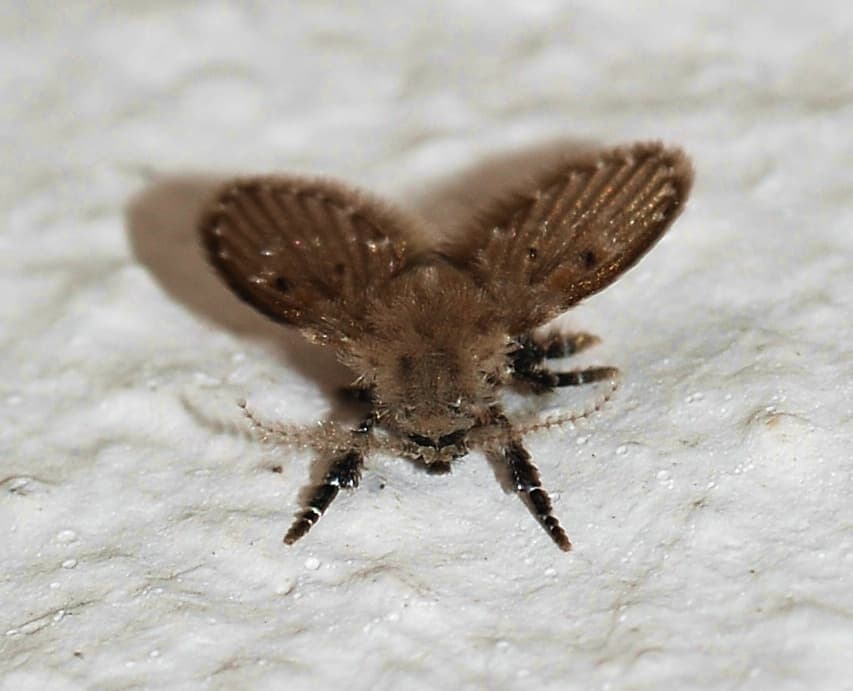 Drain Fly (Psychodidae) - Professional pest control identification guide