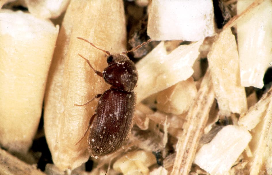Drugstore Beetle (Stegobium paniceum) - Professional pest control identification guide
