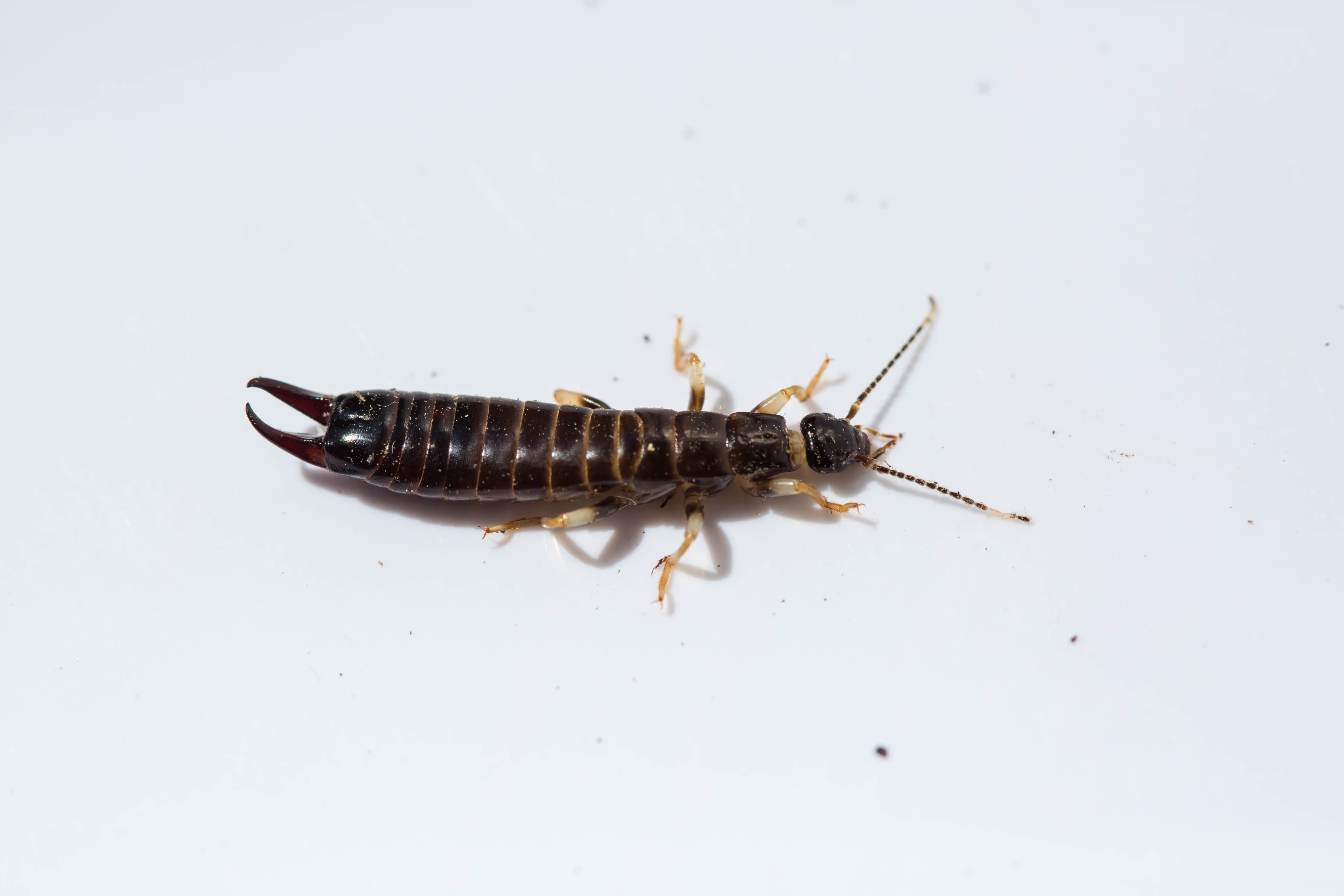 Earwig (Forficula auricularia) - Professional pest control identification guide