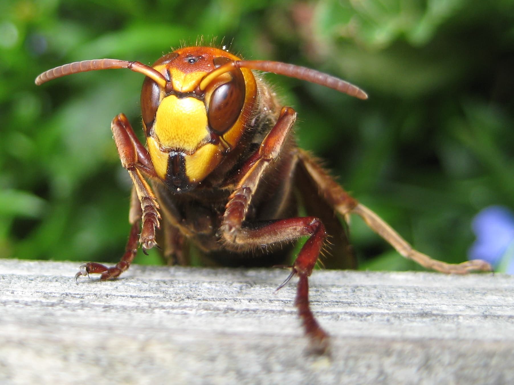 European Hornet (Vespa crabro) - Professional pest control identification guide