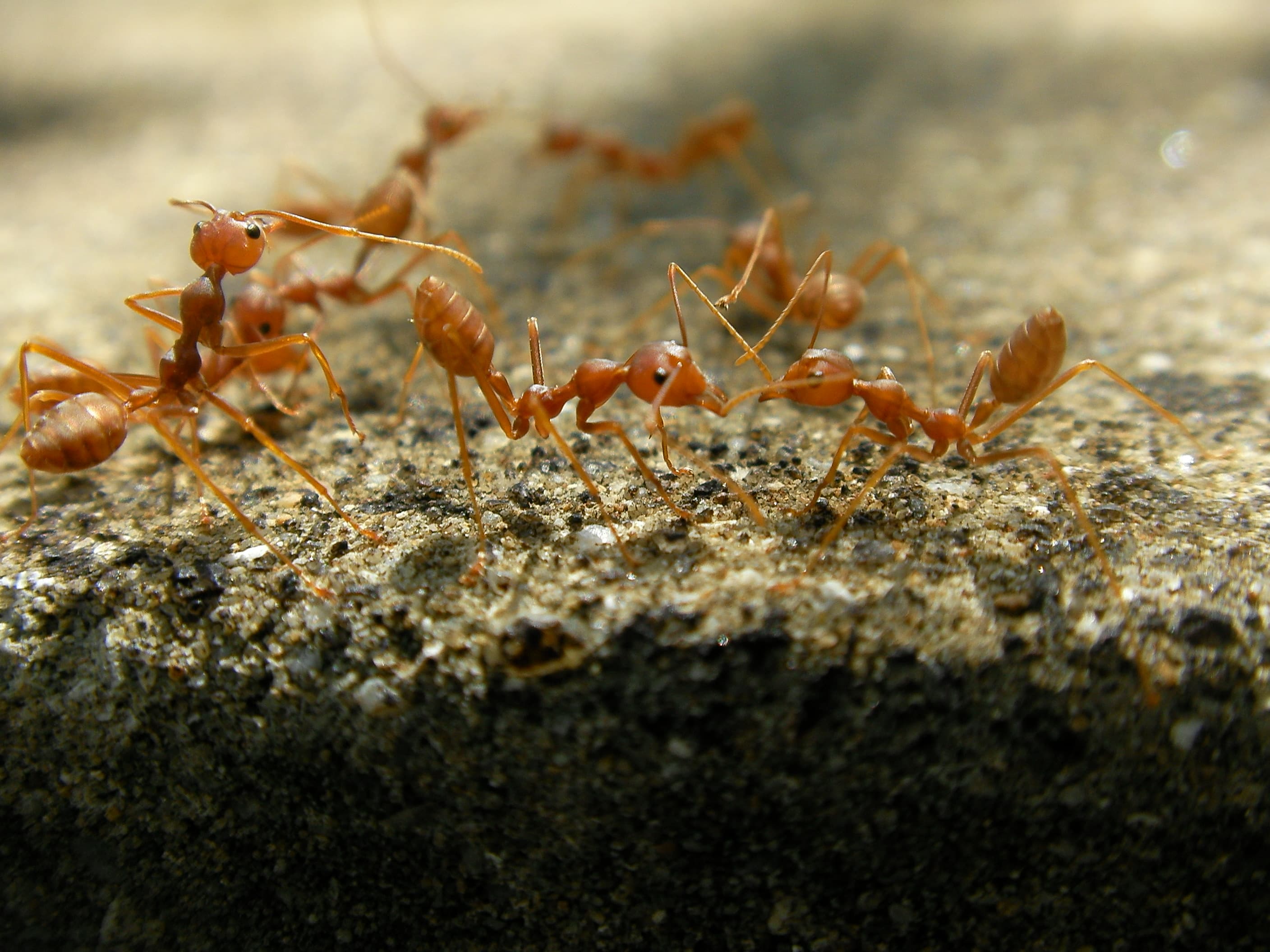 Fire Ant (Solenopsis invicta) - Professional pest control identification guide