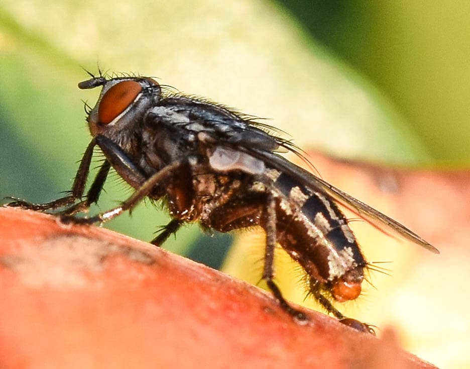 Flesh Fly (Sarcophagidae) - Professional pest control identification guide