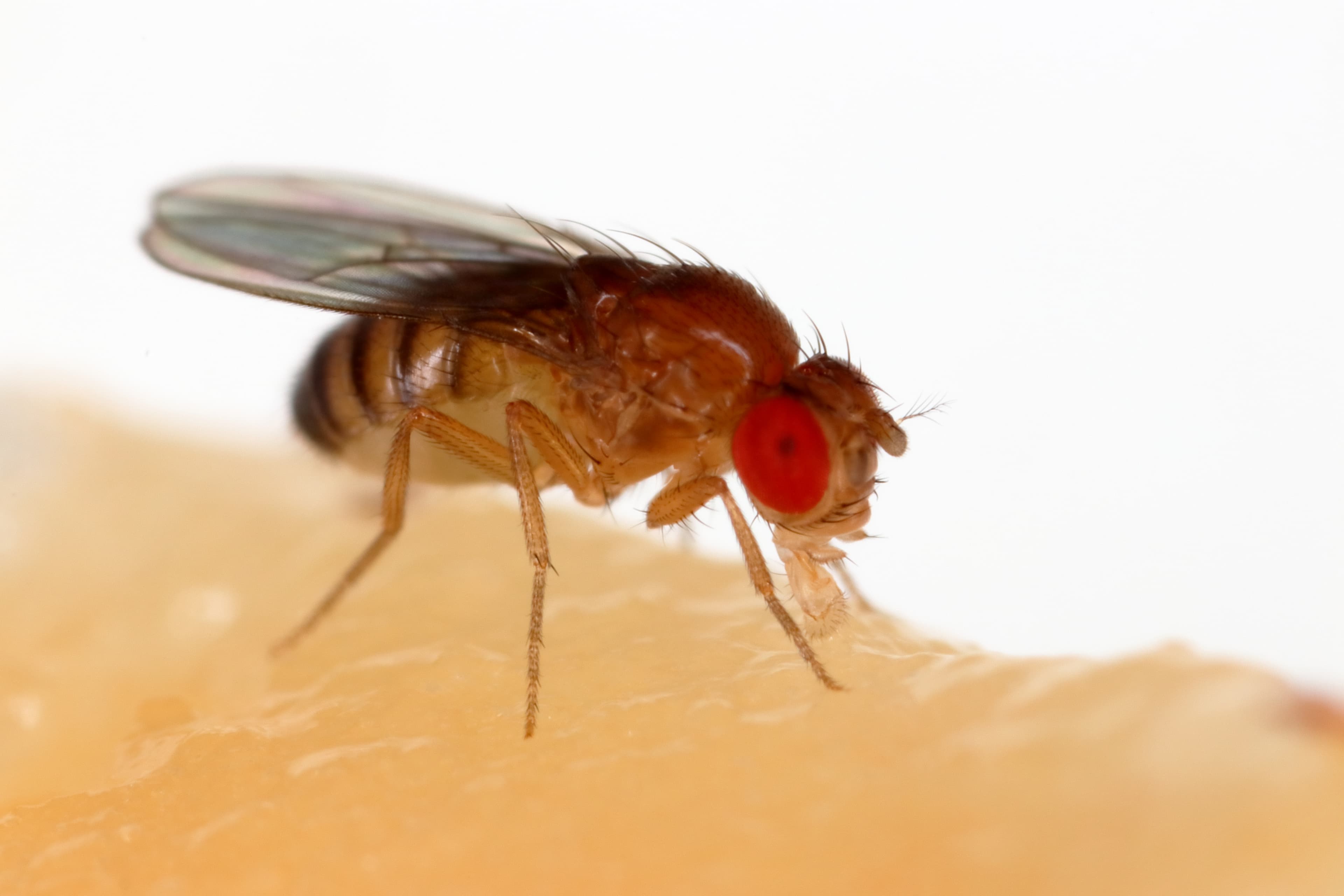 Fruit Fly (Drosophila melanogaster) - Professional pest control identification guide
