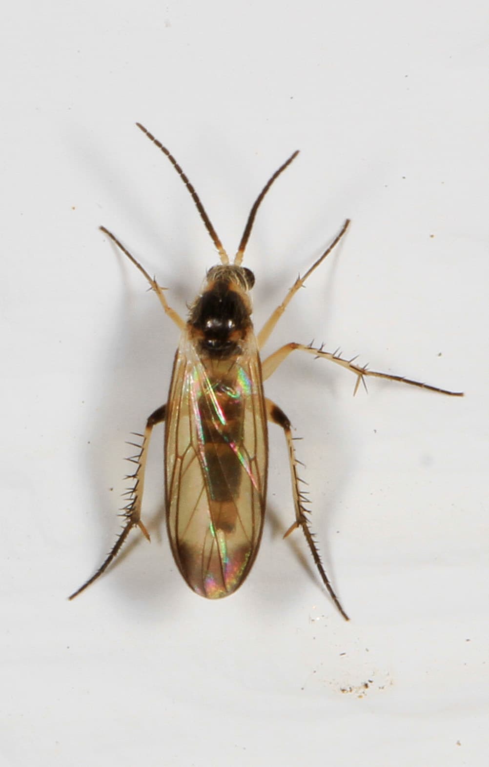 Fungus Gnat (Sciaridae and Mycetophilidae) - Professional pest control identification guide