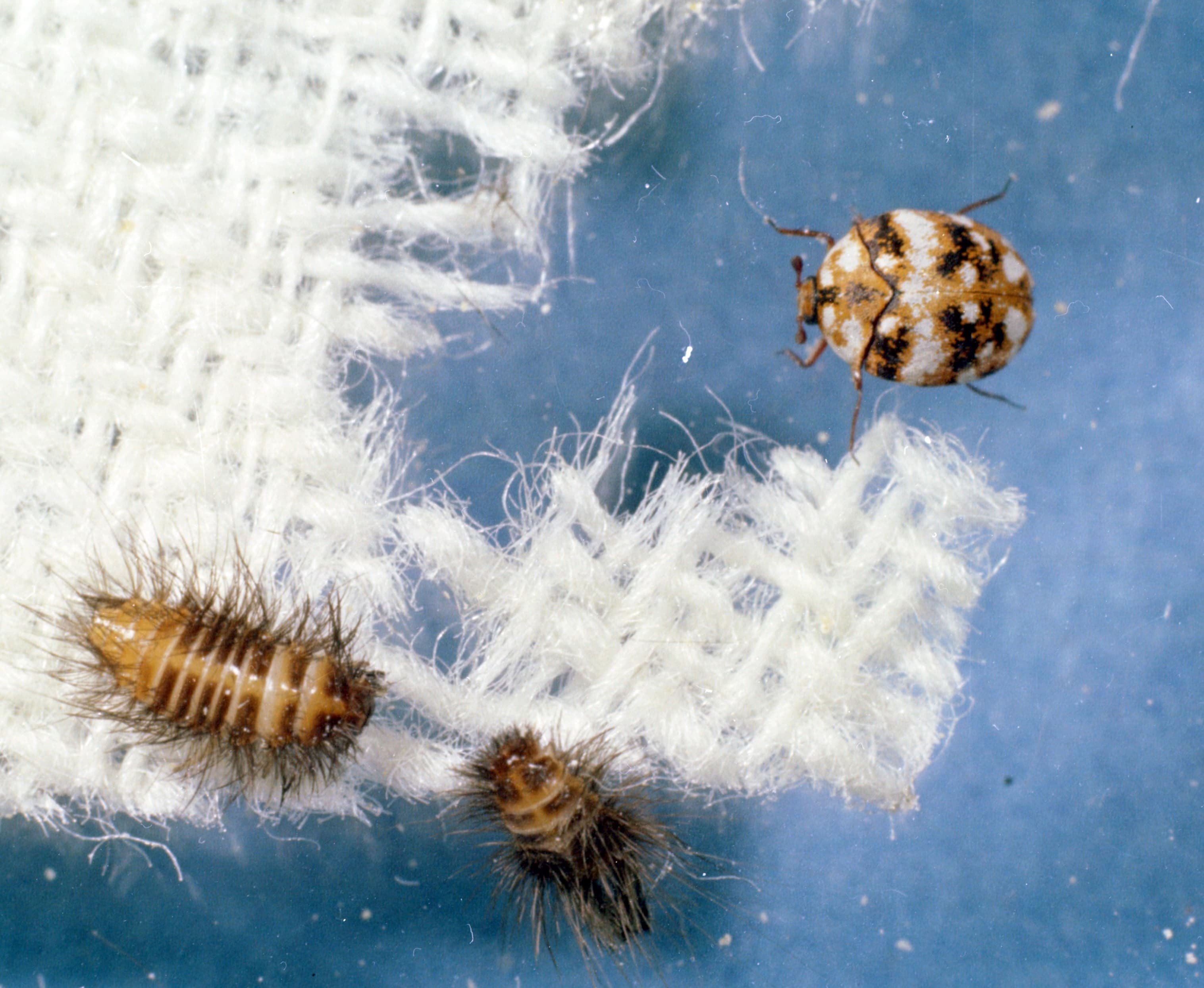 Furniture Carpet Beetle (Anthrenus flavipes) - Professional pest control identification guide